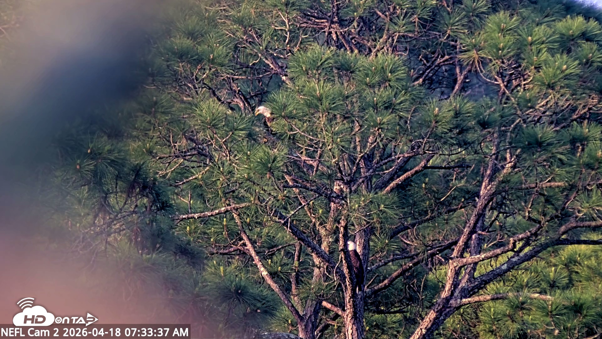 Snapshot of NE Florida Eagles Live Webcam taken Apr 18, 2026, 7:34am EDT