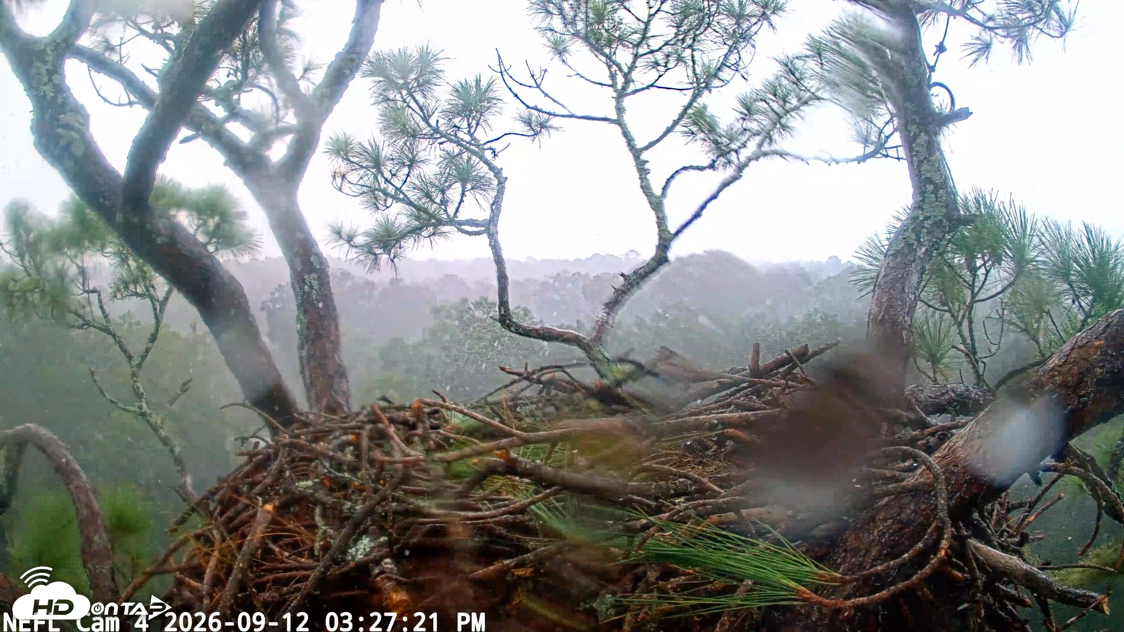 Snapshot of NE Florida Eagles Live Webcam taken Sep 12, 2026, 3:28pm EDT