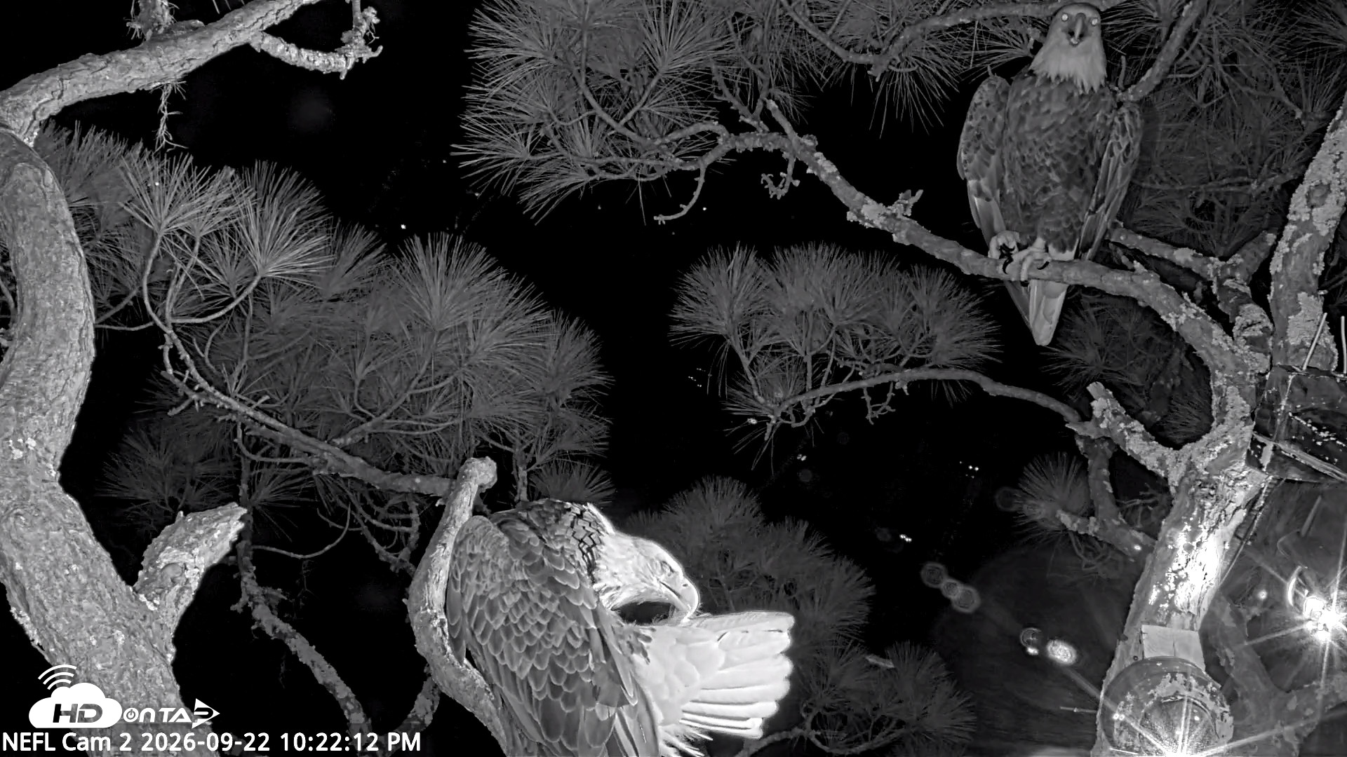 Snapshot of NE Florida Eagles Live Webcam taken Sep 22, 2026, 10:23pm EDT
