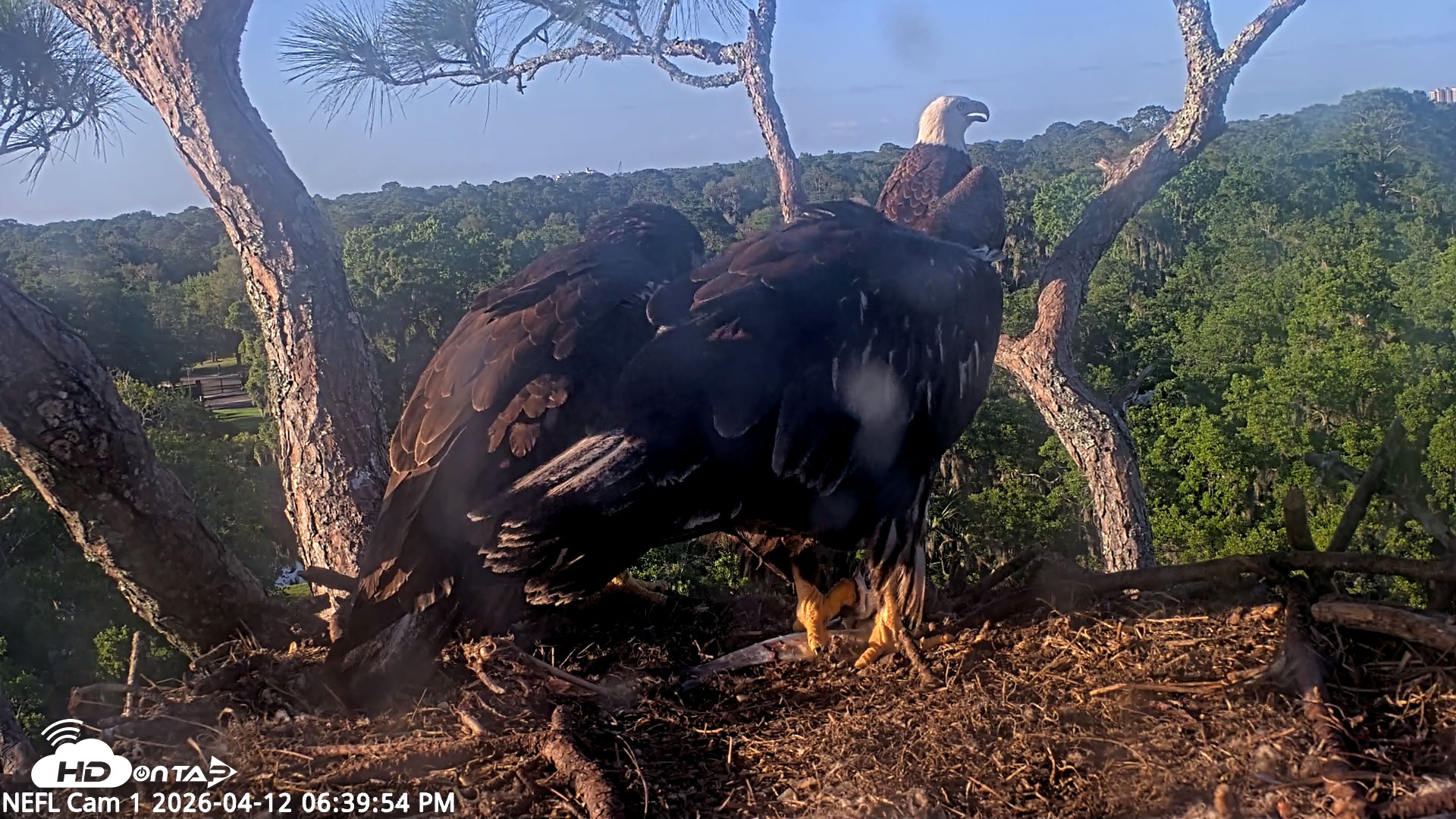 Snapshot of NE Florida Eagles Live Webcam taken Apr 12, 2026, 6:40pm EDT