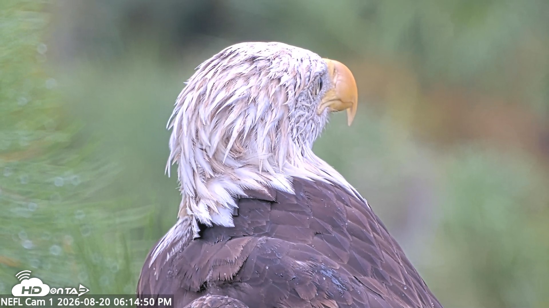Snapshot of NE Florida Eagles Live Webcam taken Aug 20, 2026, 6:15pm EDT