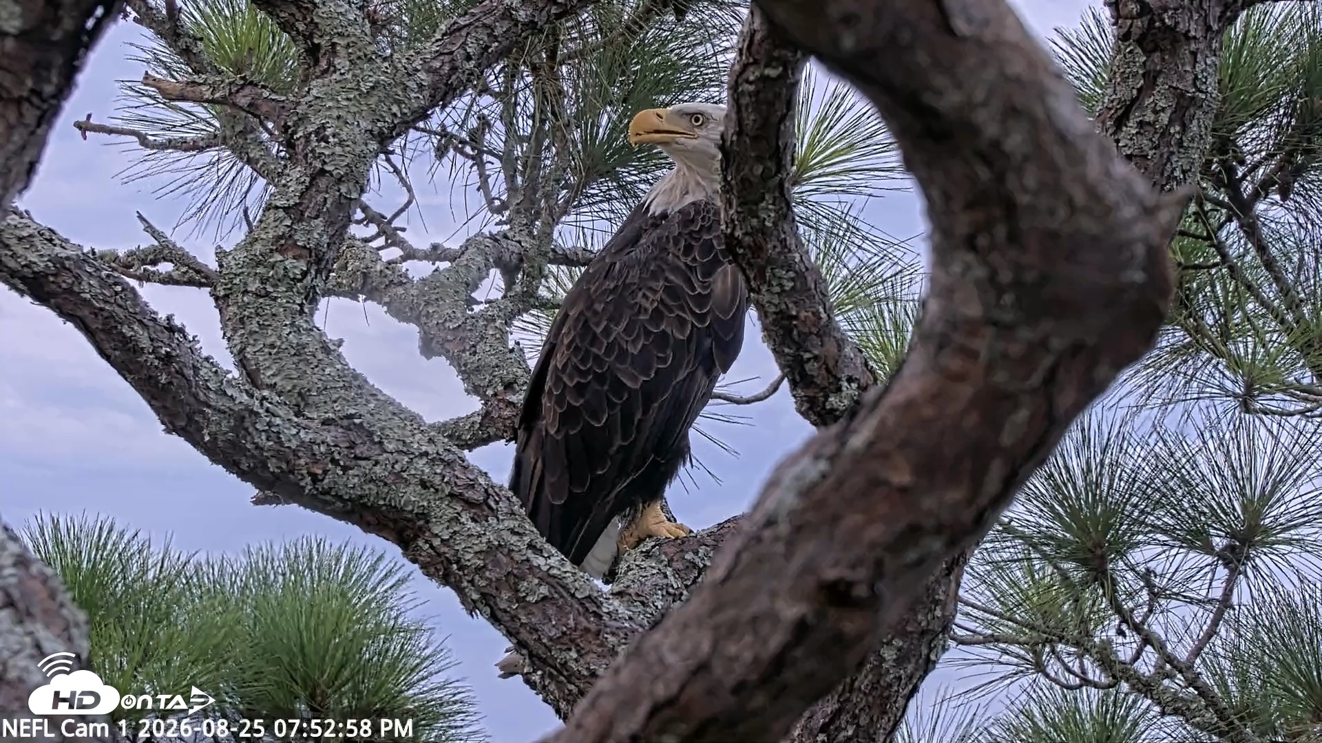 Snapshot of NE Florida Eagles Live Webcam taken Aug 25, 2026, 7:53pm EDT