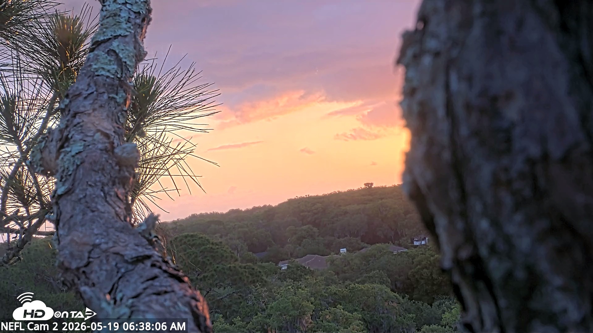 Snapshot of NE Florida Eagles Live Webcam taken May 19, 2026, 6:38am EDT