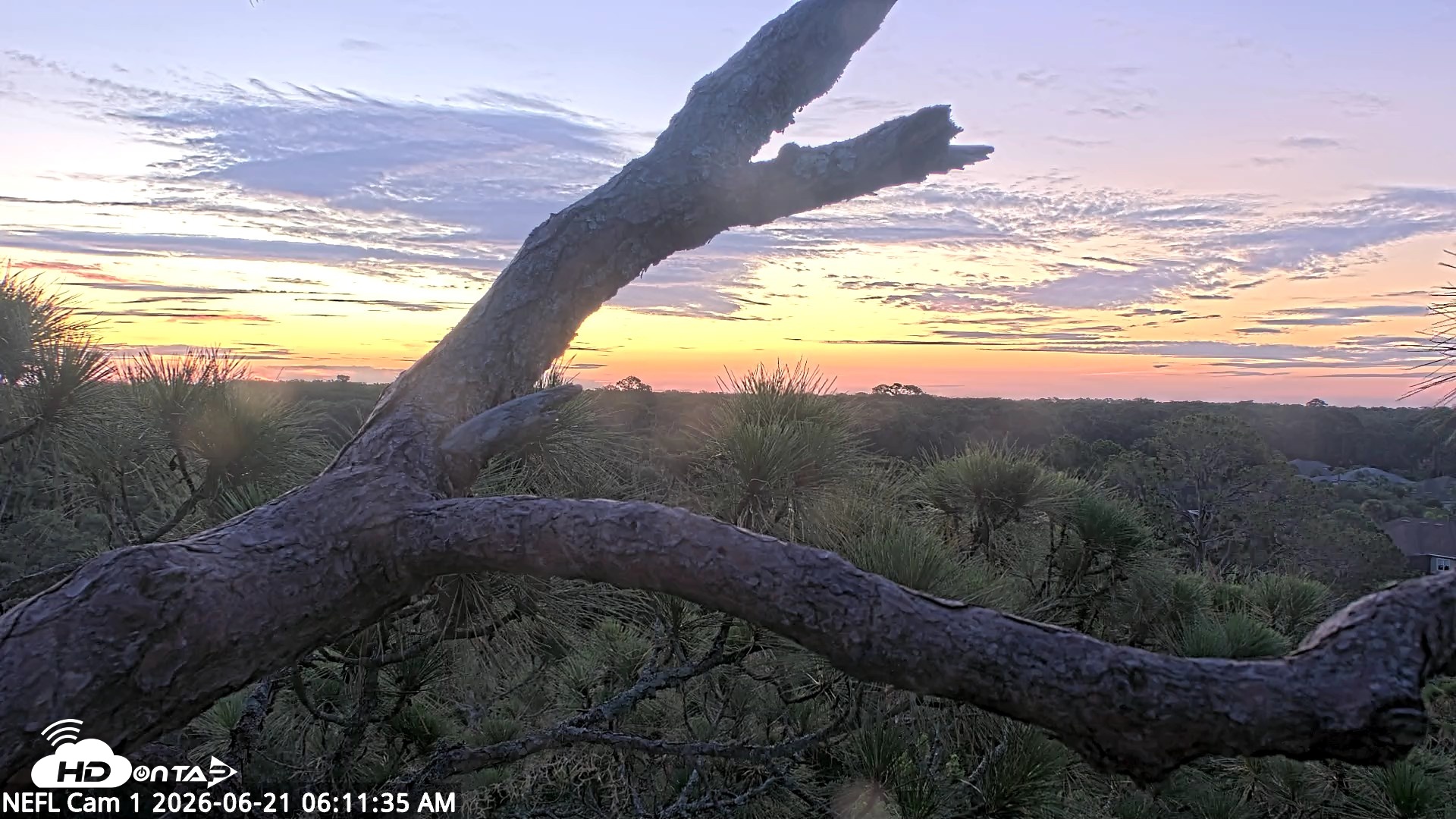 Snapshot of NE Florida Eagles Live Webcam taken Jun 21, 2026, 6:12am EDT