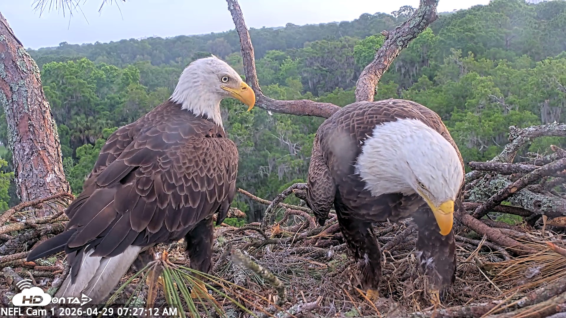 Snapshot of NE Florida Eagles Live Webcam taken Apr 29, 2026, 7:28am EDT