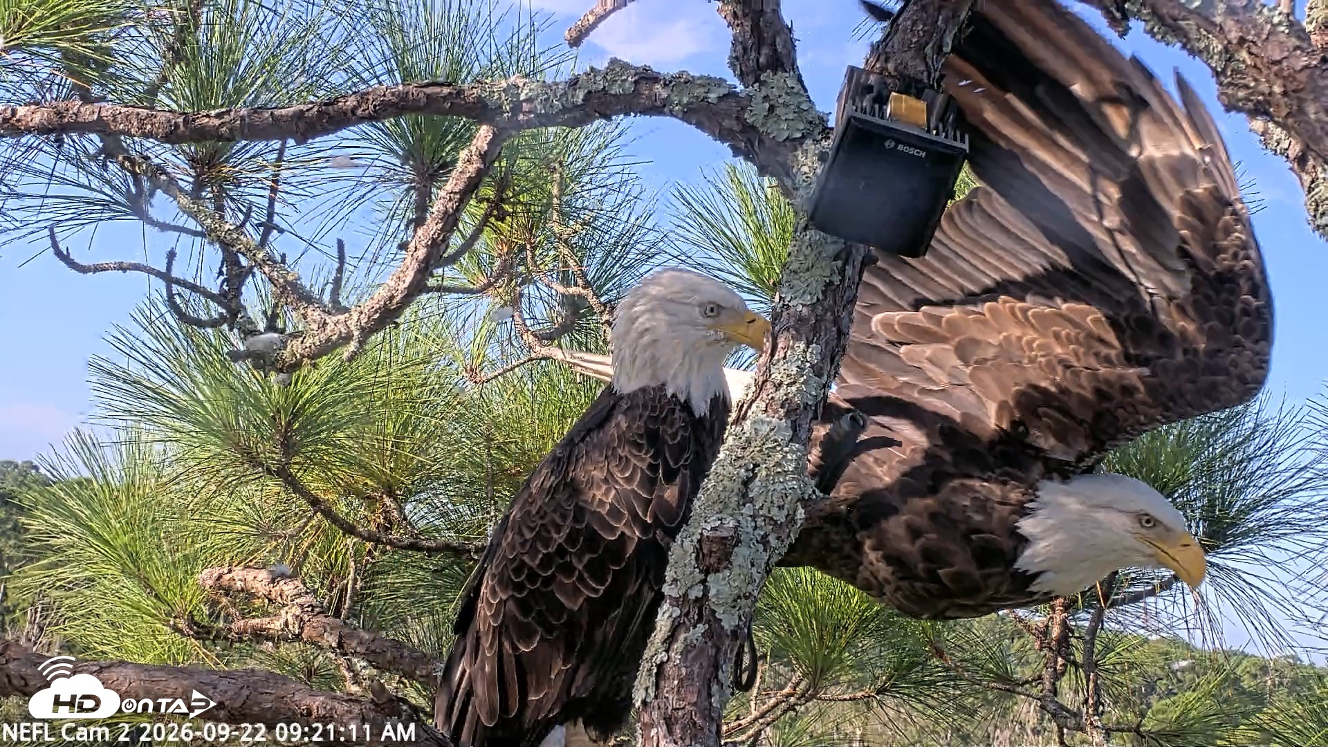 Snapshot of NE Florida Eagles Live Webcam taken Sep 22, 2026, 9:22am EDT