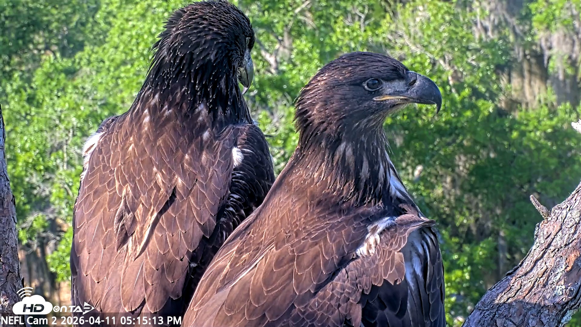 Snapshot of NE Florida Eagles Live Webcam taken Apr 11, 2026, 5:16pm EDT