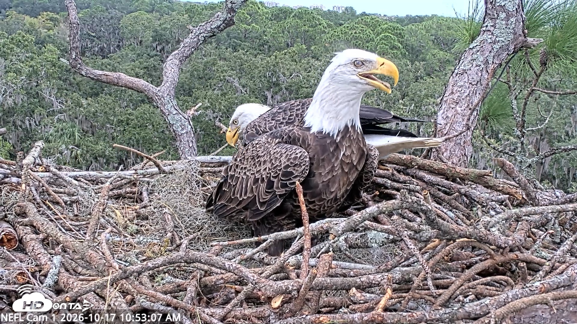 Snapshot of NE Florida Eagles Live Webcam taken Oct 17, 2026, 10:53am EDT