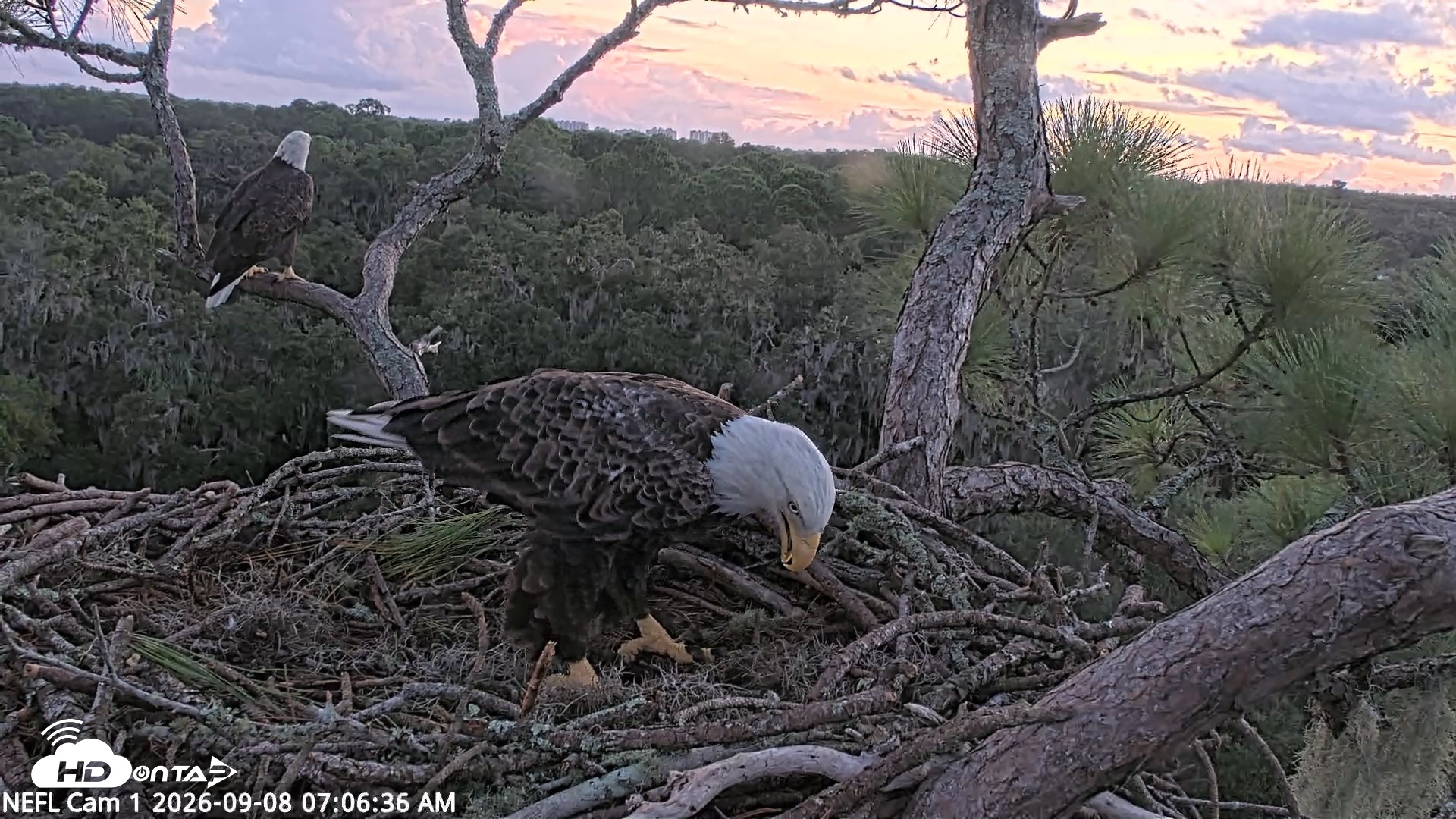 Snapshot of NE Florida Eagles Live Webcam taken Sep 8, 2026, 7:07am EDT