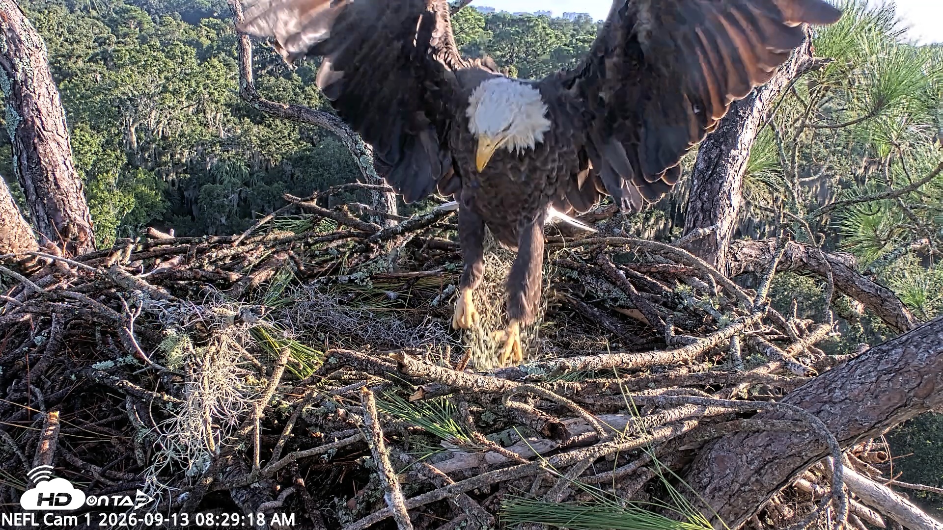 Snapshot of NE Florida Eagles Live Webcam taken Sep 13, 2026, 8:30am EDT