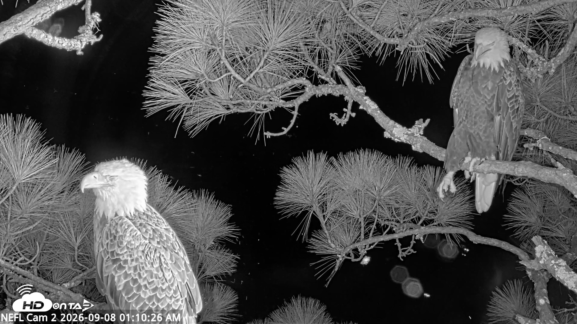 Snapshot of NE Florida Eagles Live Webcam taken Sep 8, 2026, 1:11am EDT