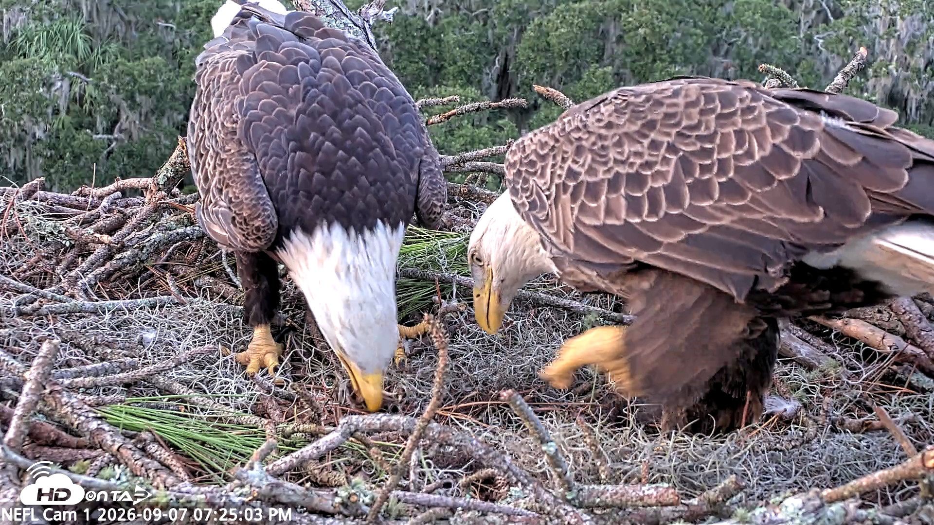 Snapshot of NE Florida Eagles Live Webcam taken Sep 7, 2026, 7:25pm EDT