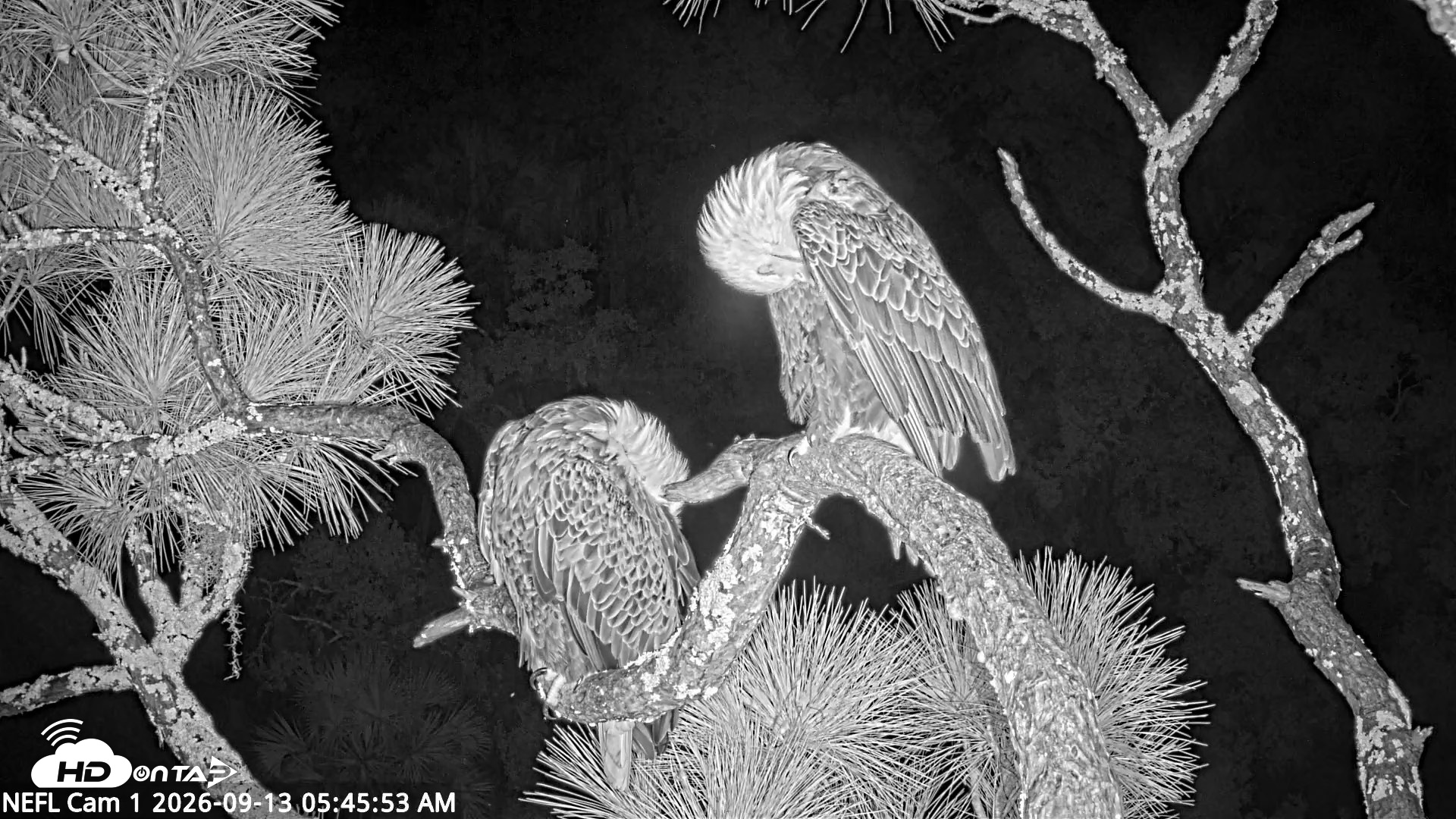 Snapshot of NE Florida Eagles Live Webcam taken Sep 13, 2026, 5:46am EDT