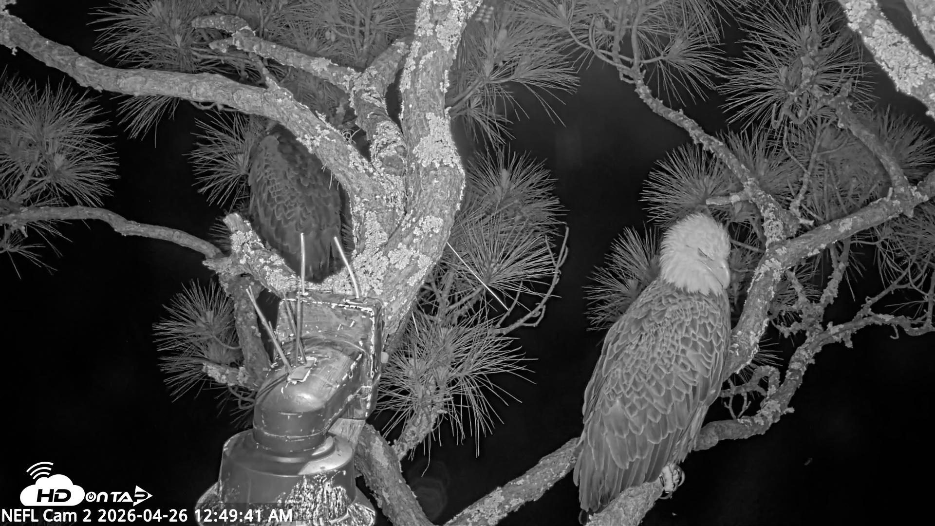 Snapshot of NE Florida Eagles Live Webcam taken Apr 26, 2026, 12:50am EDT