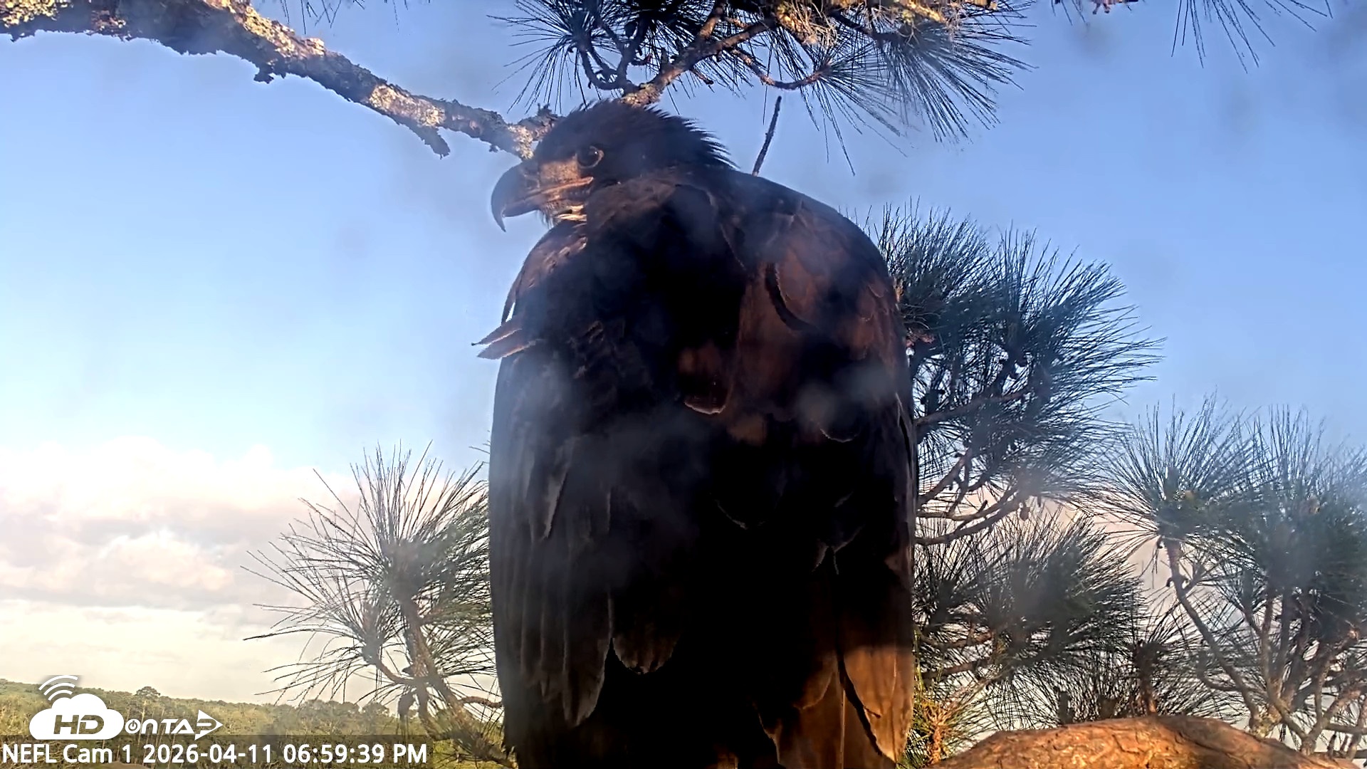 Snapshot of NE Florida Eagles Live Webcam taken Apr 11, 2026, 7:00pm EDT