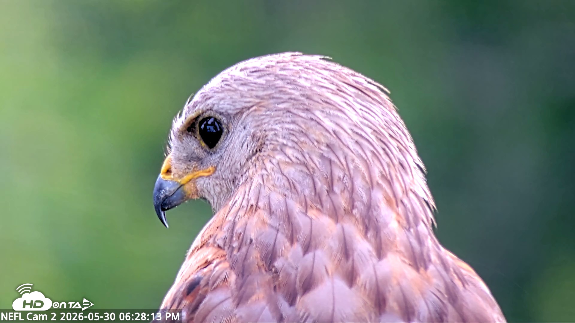 Snapshot of NE Florida Eagles Live Webcam taken May 30, 2026, 6:29pm EDT