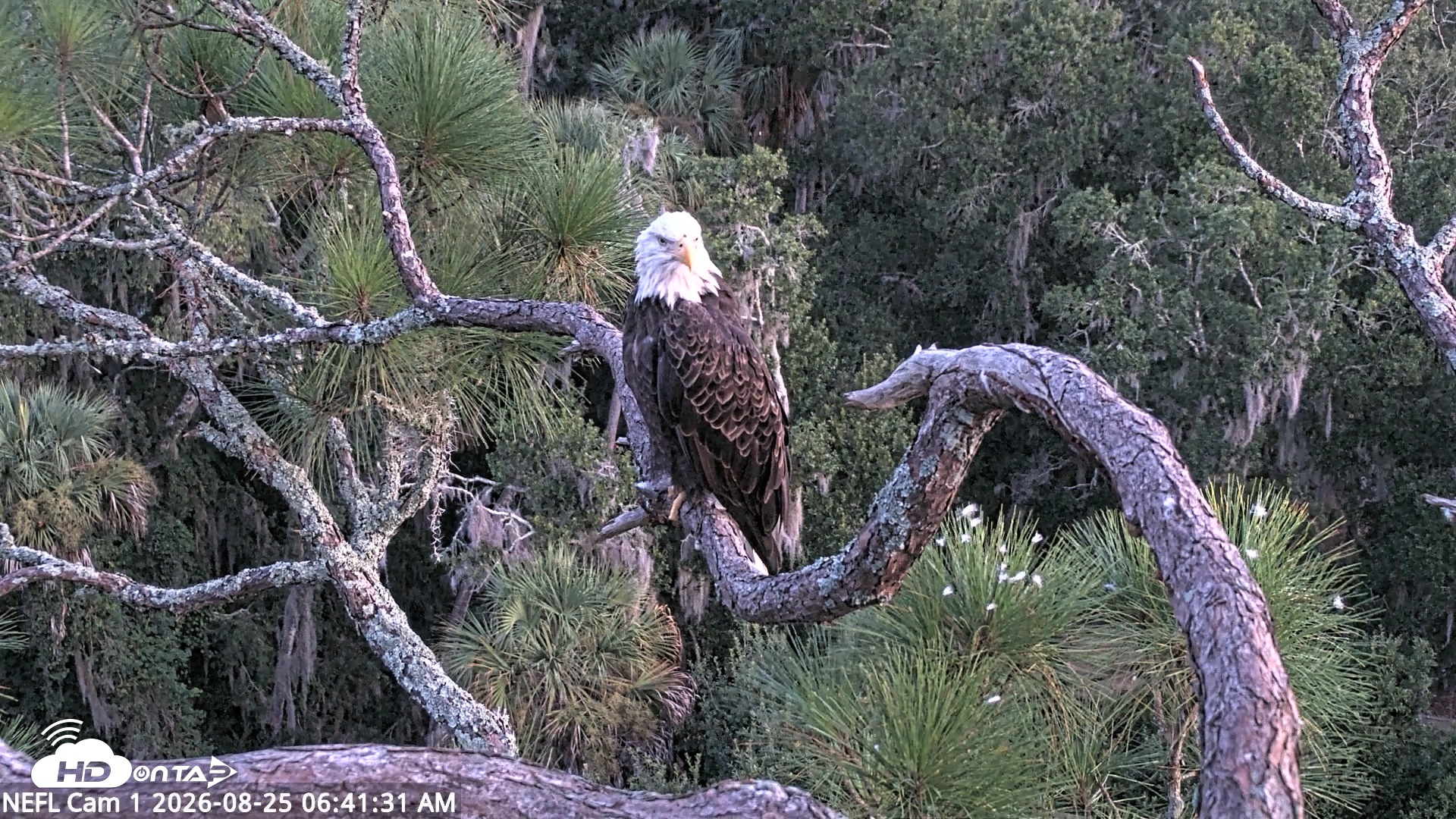 Snapshot of NE Florida Eagles Live Webcam taken Aug 25, 2026, 6:42am EDT