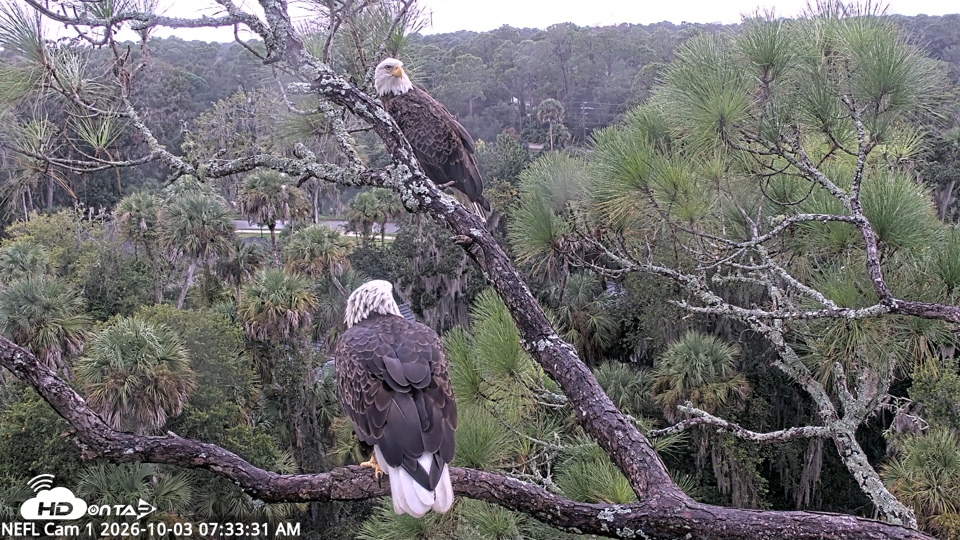 Snapshot of NE Florida Eagles Live Webcam taken Oct 3, 2026, 7:34am EDT