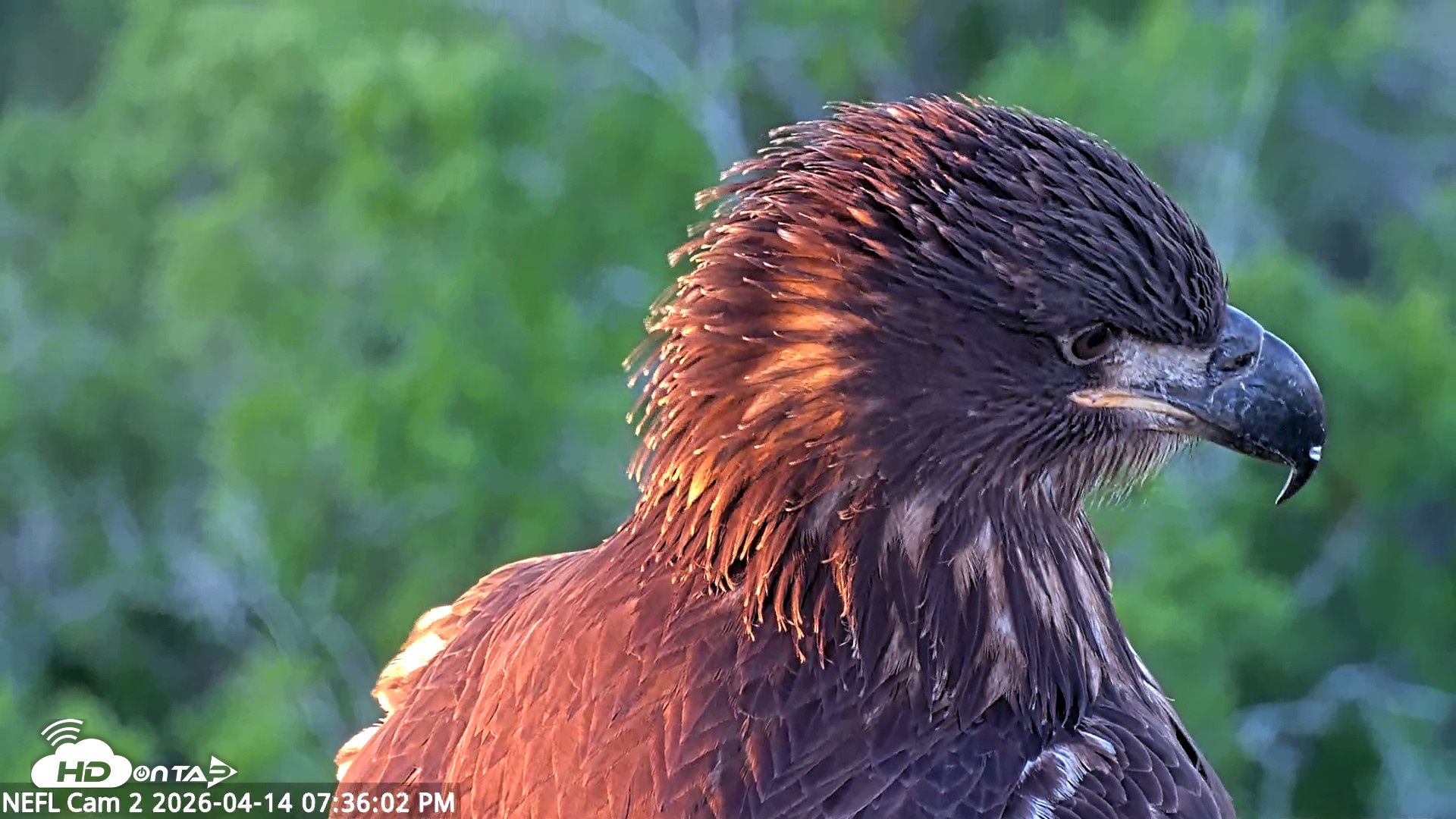 Snapshot of NE Florida Eagles Live Webcam taken Apr 14, 2026, 7:36pm EDT