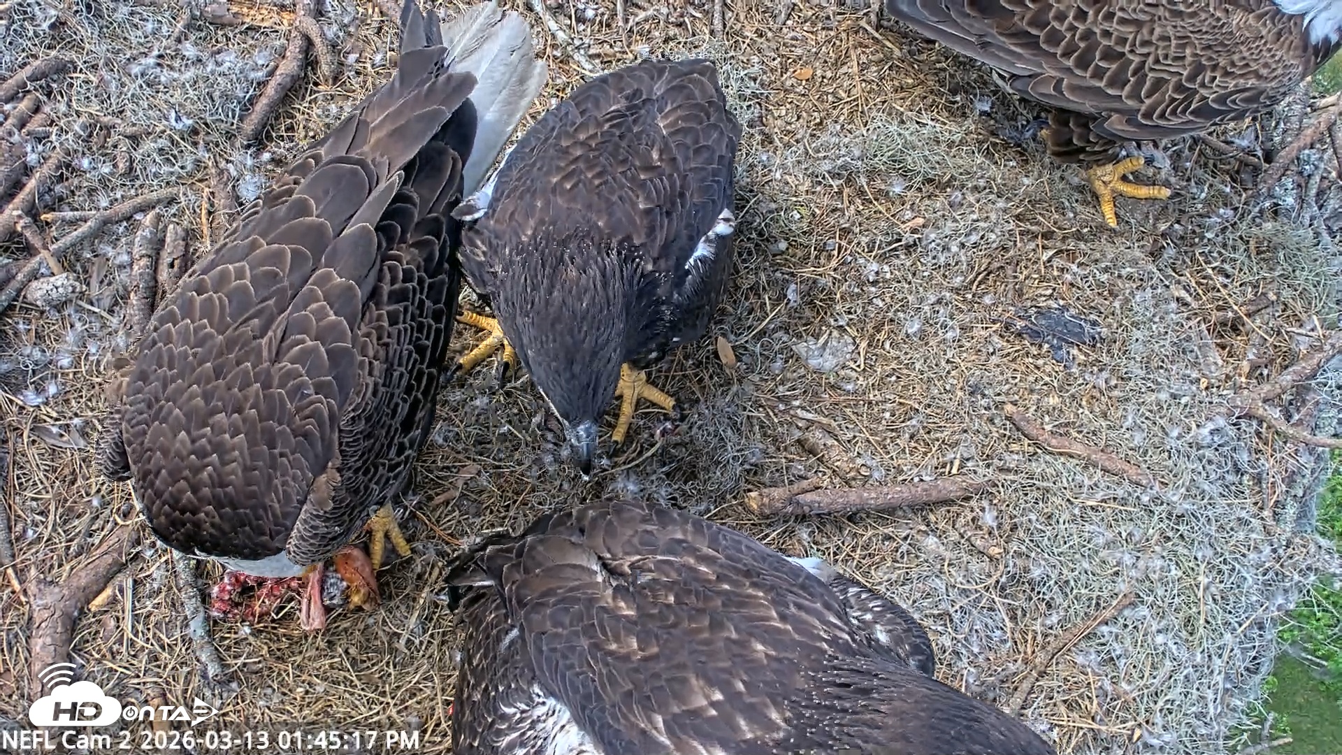 Snapshot of NE Florida Eagles Live Webcam taken Mar 13, 2026, 1:46pm EDT