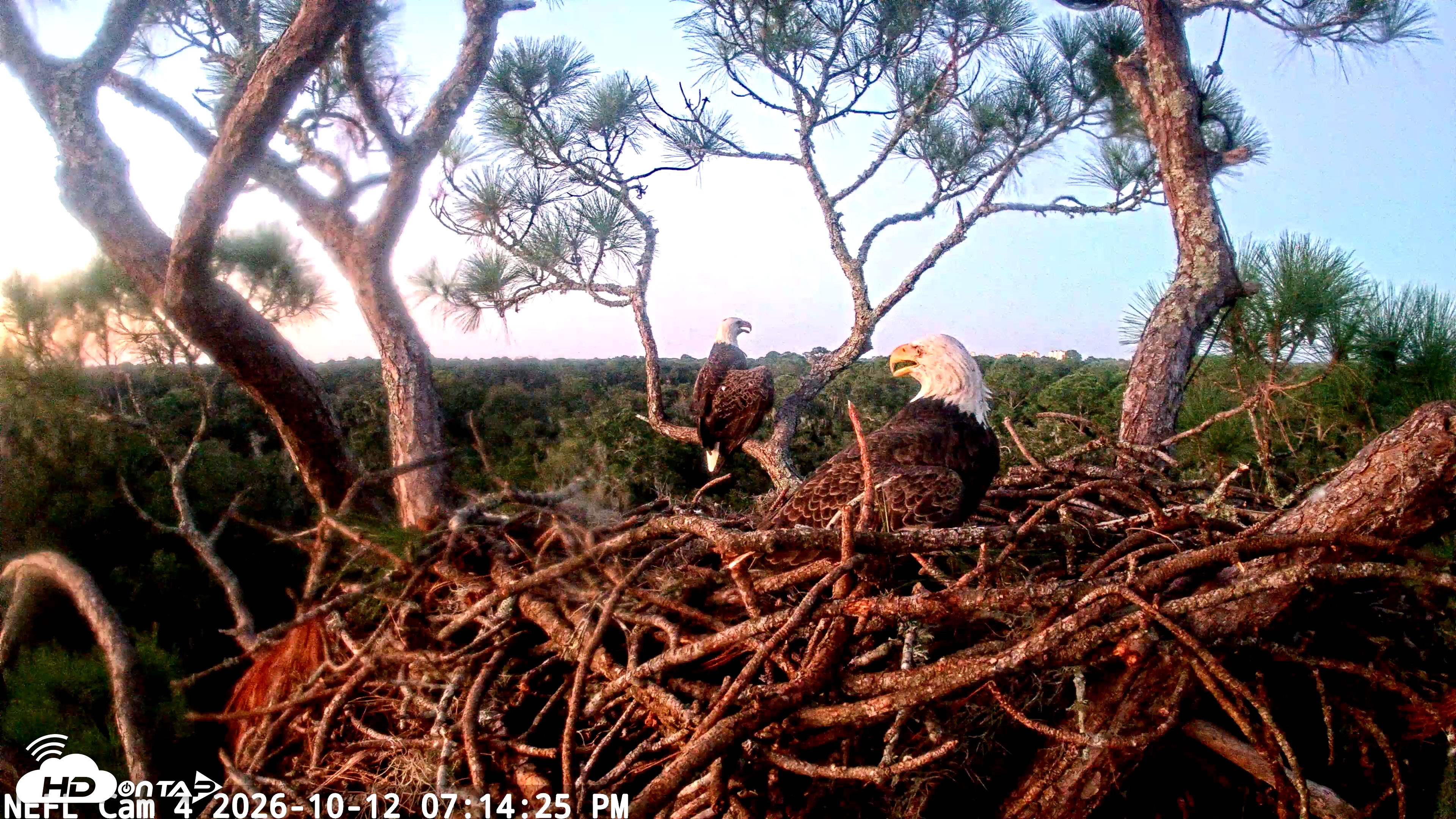 Snapshot of NE Florida Eagles Live Webcam taken Oct 12, 2026, 7:15pm EDT
