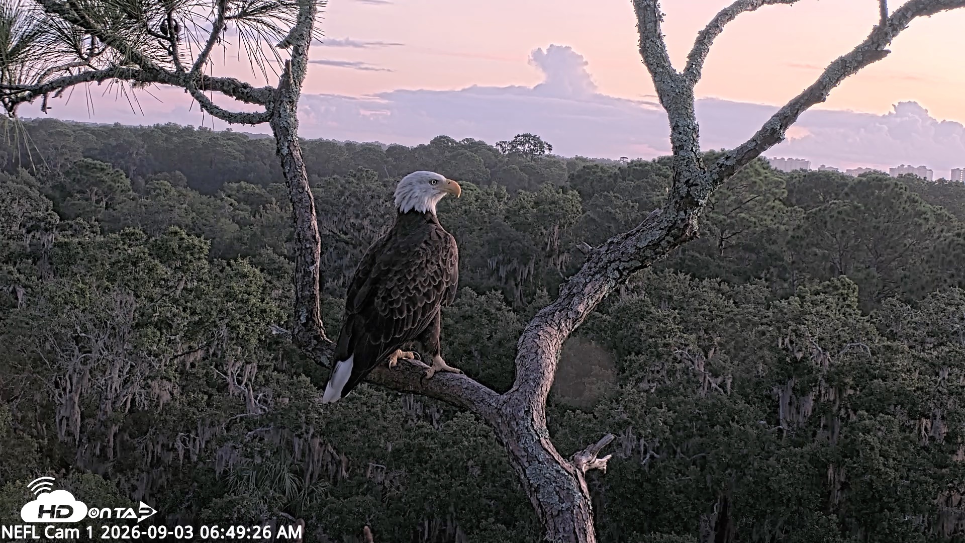 Snapshot of NE Florida Eagles Live Webcam taken Sep 3, 2026, 6:51am EDT
