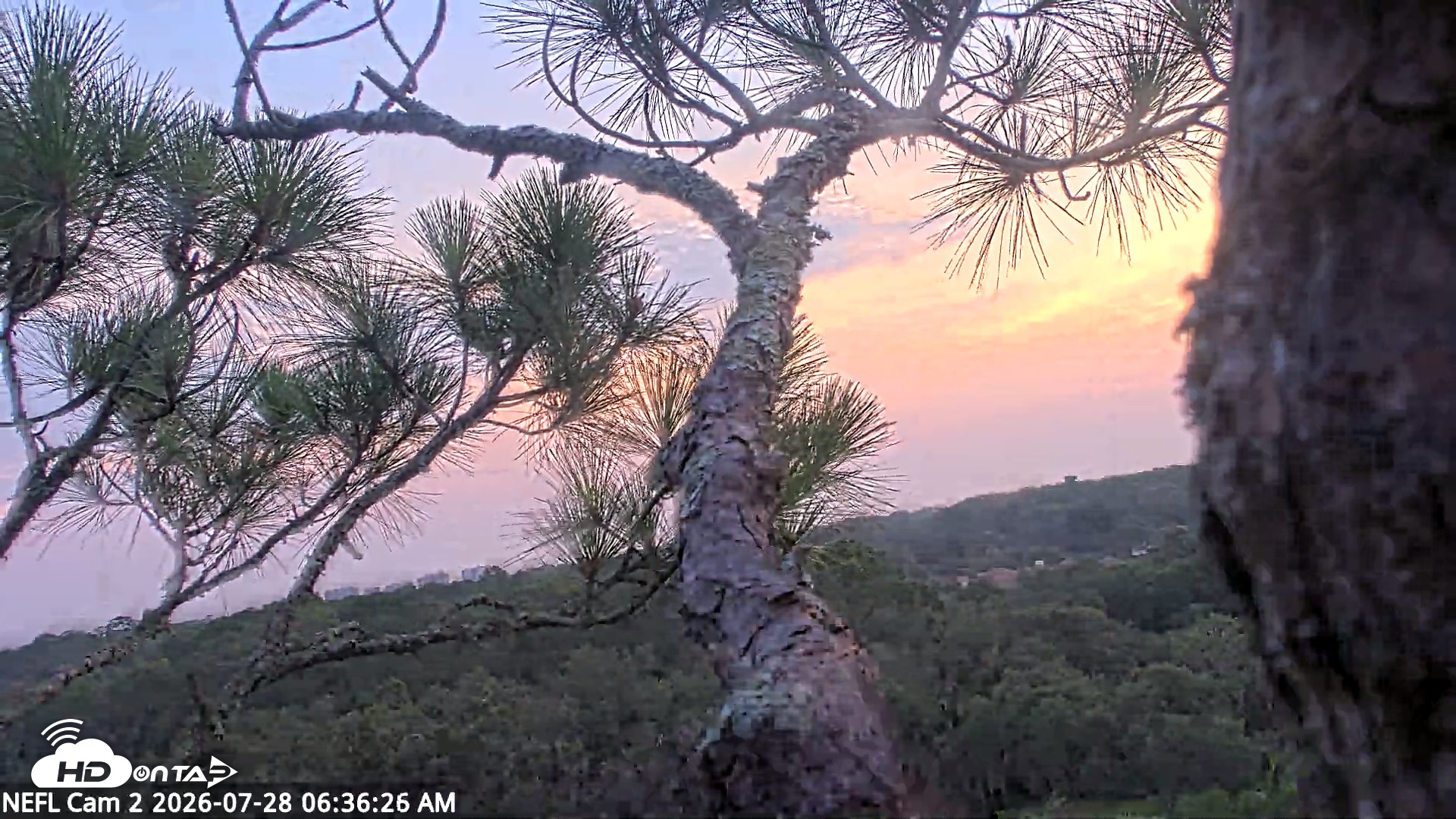 Snapshot of NE Florida Eagles Live Webcam taken Jul 28, 2026, 6:38am EDT