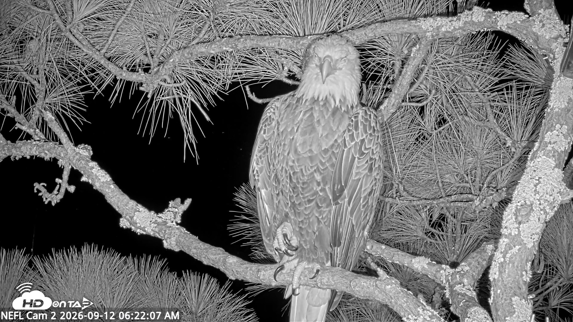 Snapshot of NE Florida Eagles Live Webcam taken Sep 12, 2026, 6:23am EDT
