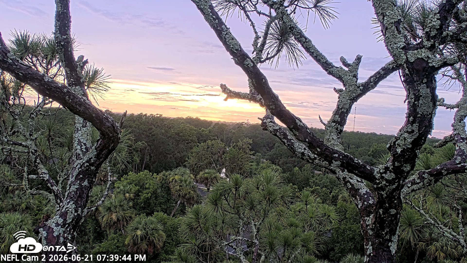Snapshot of NE Florida Eagles Live Webcam taken Jun 21, 2026, 7:40pm EDT