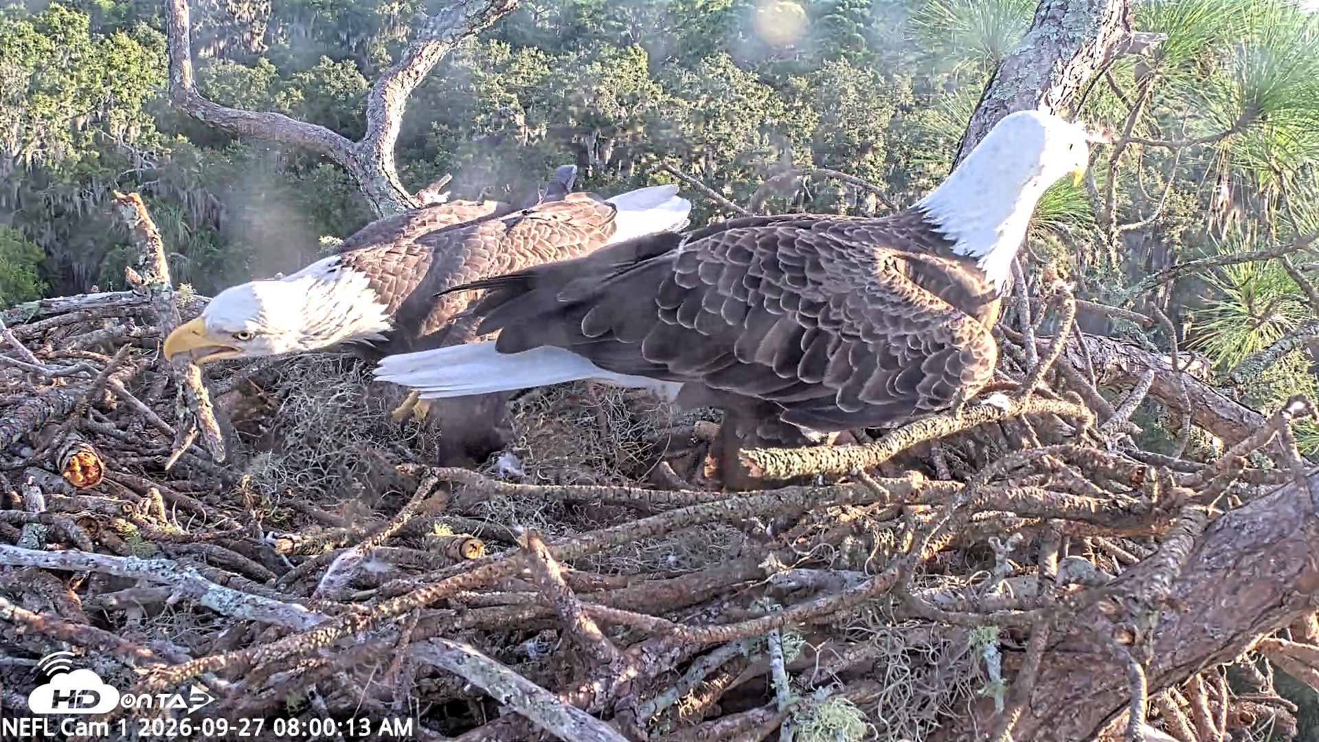 Snapshot of NE Florida Eagles Live Webcam taken Sep 27, 2026, 8:01am EDT