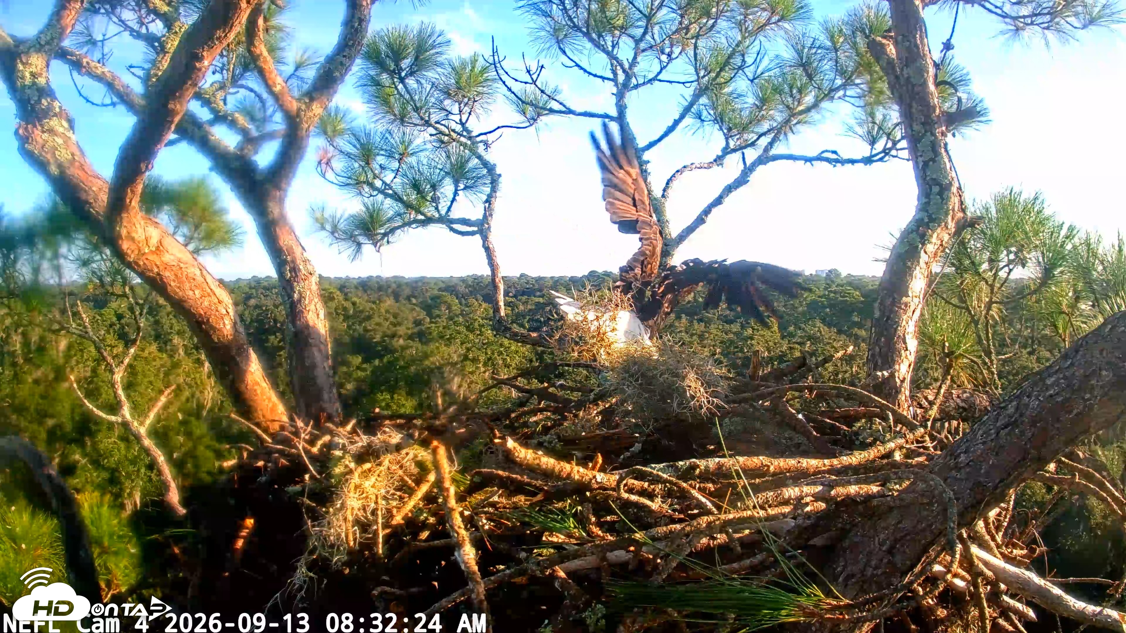 Snapshot of NE Florida Eagles Live Webcam taken Sep 13, 2026, 8:33am EDT
