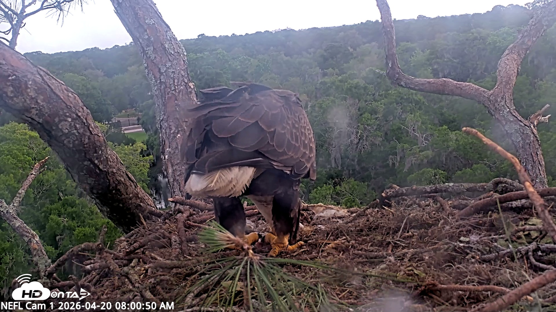 Snapshot of NE Florida Eagles Live Webcam taken Apr 20, 2026, 8:01am EDT