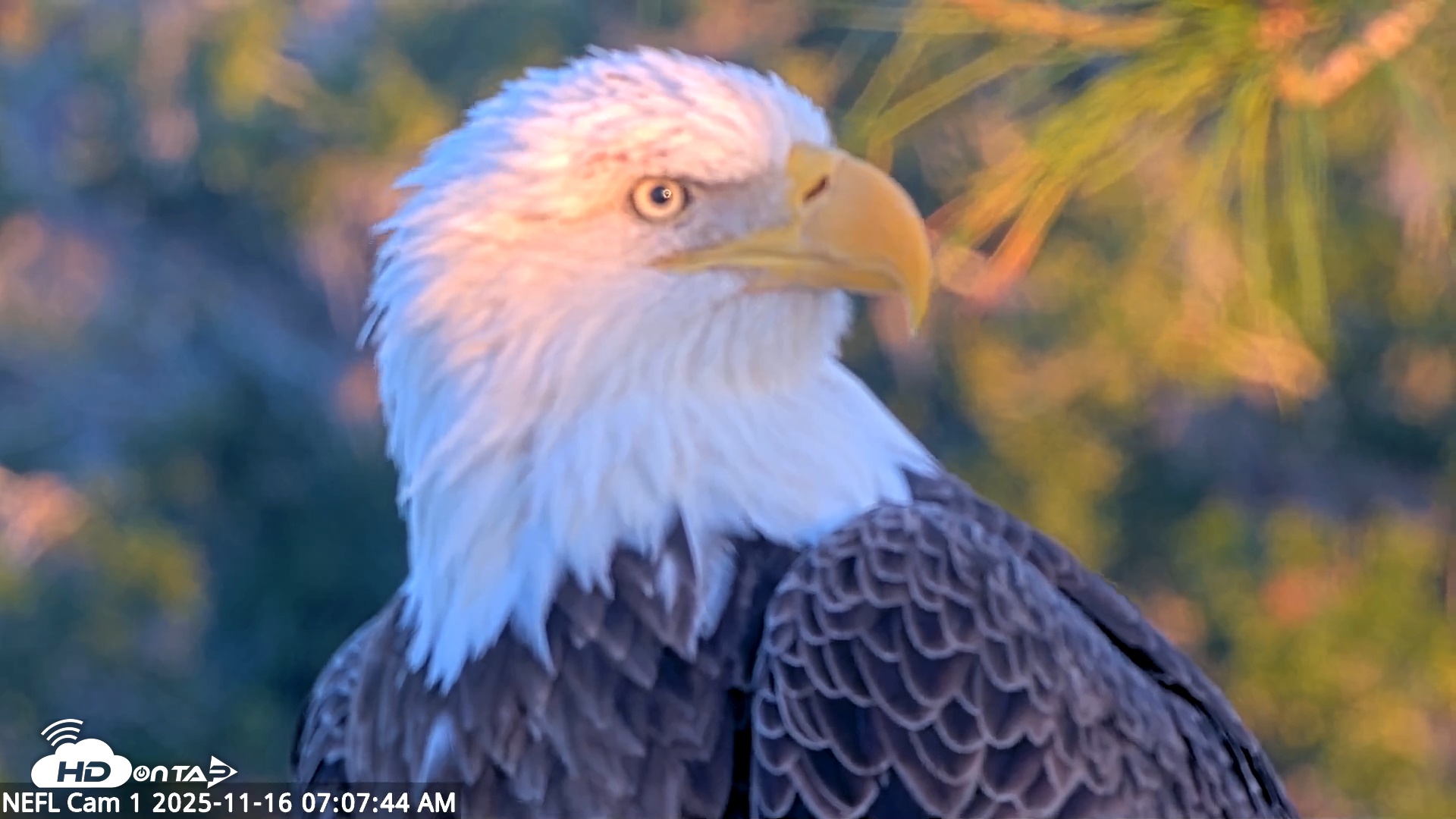 Snapshot of NE Florida Eagles Live Webcam taken Nov 16, 2025, 7:08am EST