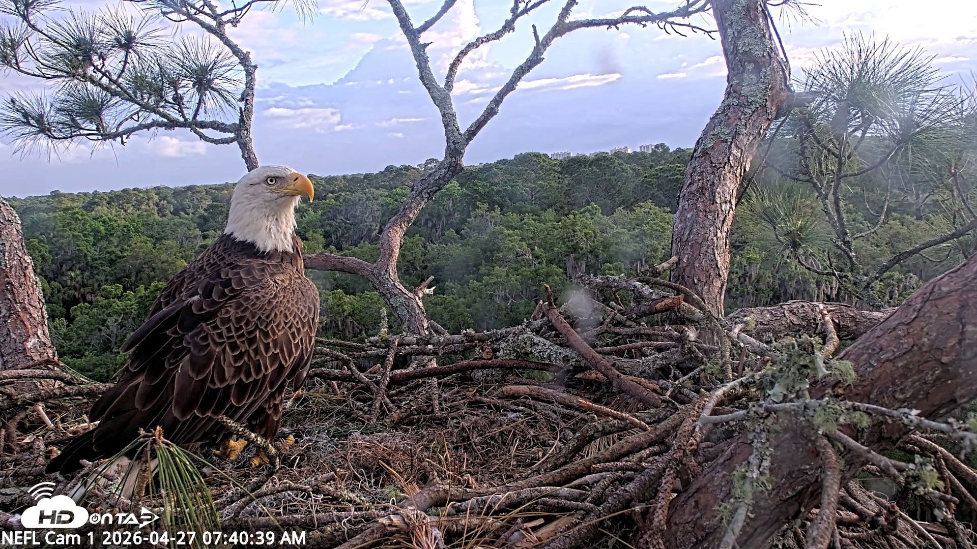 Snapshot of NE Florida Eagles Live Webcam taken Apr 27, 2026, 7:41am EDT