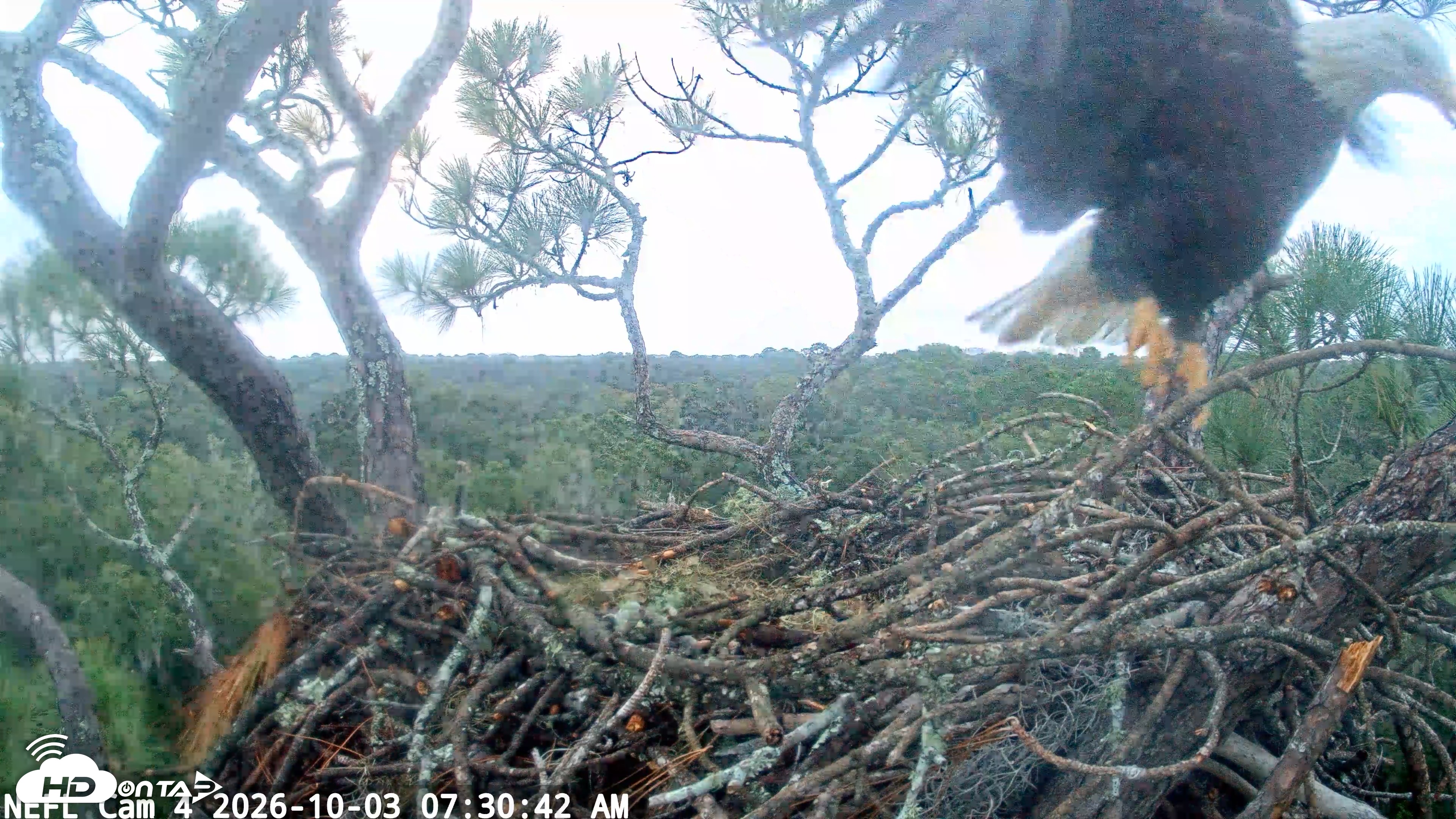 Snapshot of NE Florida Eagles Live Webcam taken Oct 3, 2026, 7:31am EDT