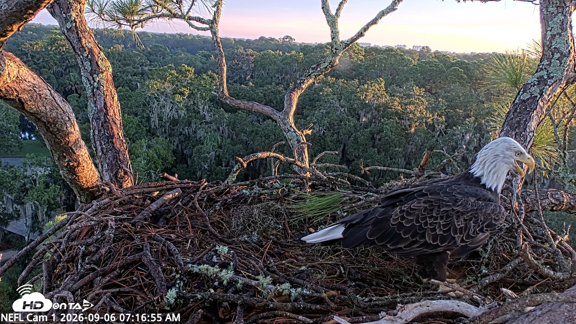 Snapshot of NE Florida Eagles Live Webcam taken Sep 6, 2026, 7:17am EDT