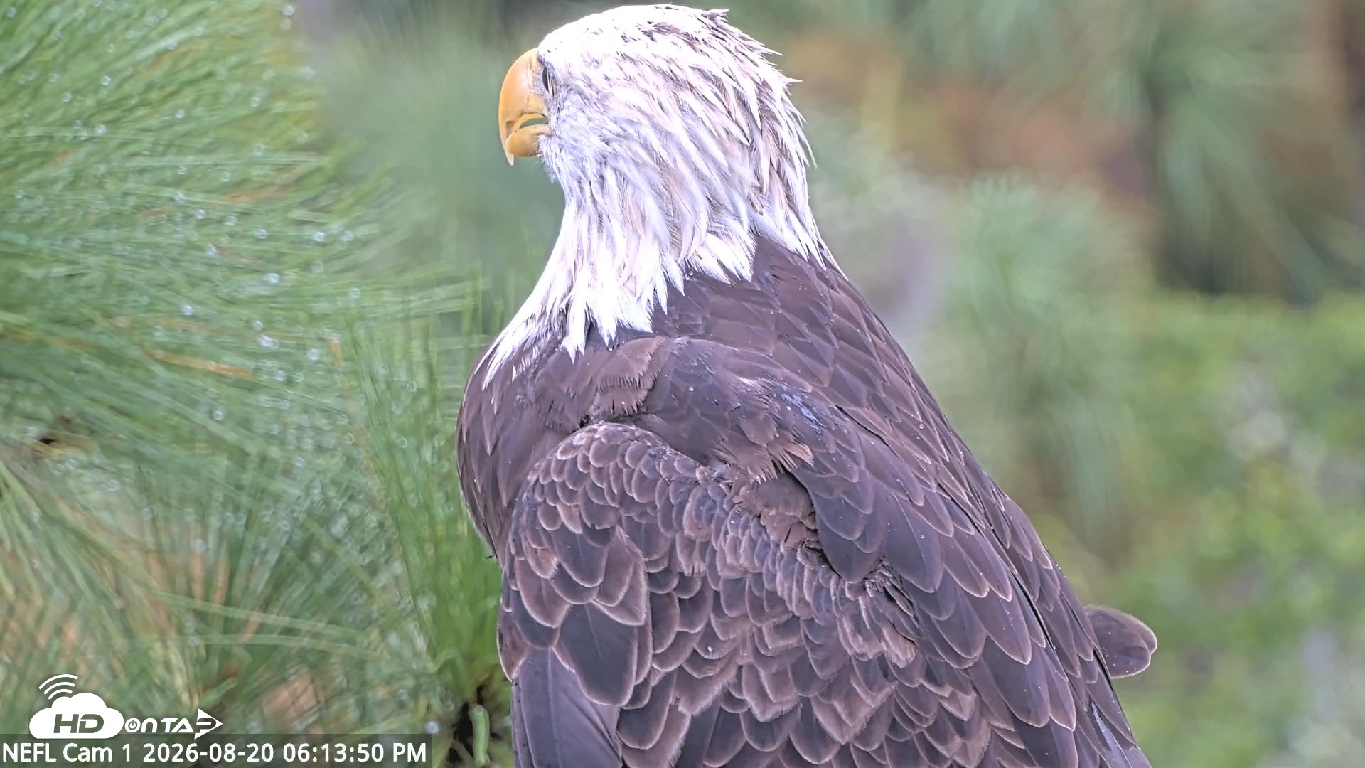 Snapshot of NE Florida Eagles Live Webcam taken Aug 20, 2026, 6:14pm EDT