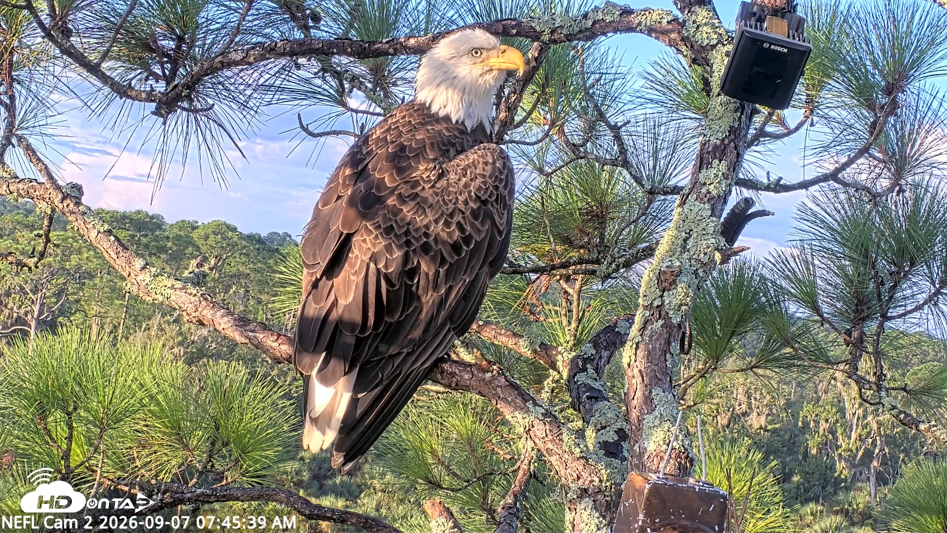 Snapshot of NE Florida Eagles Live Webcam taken Sep 7, 2026, 7:46am EDT