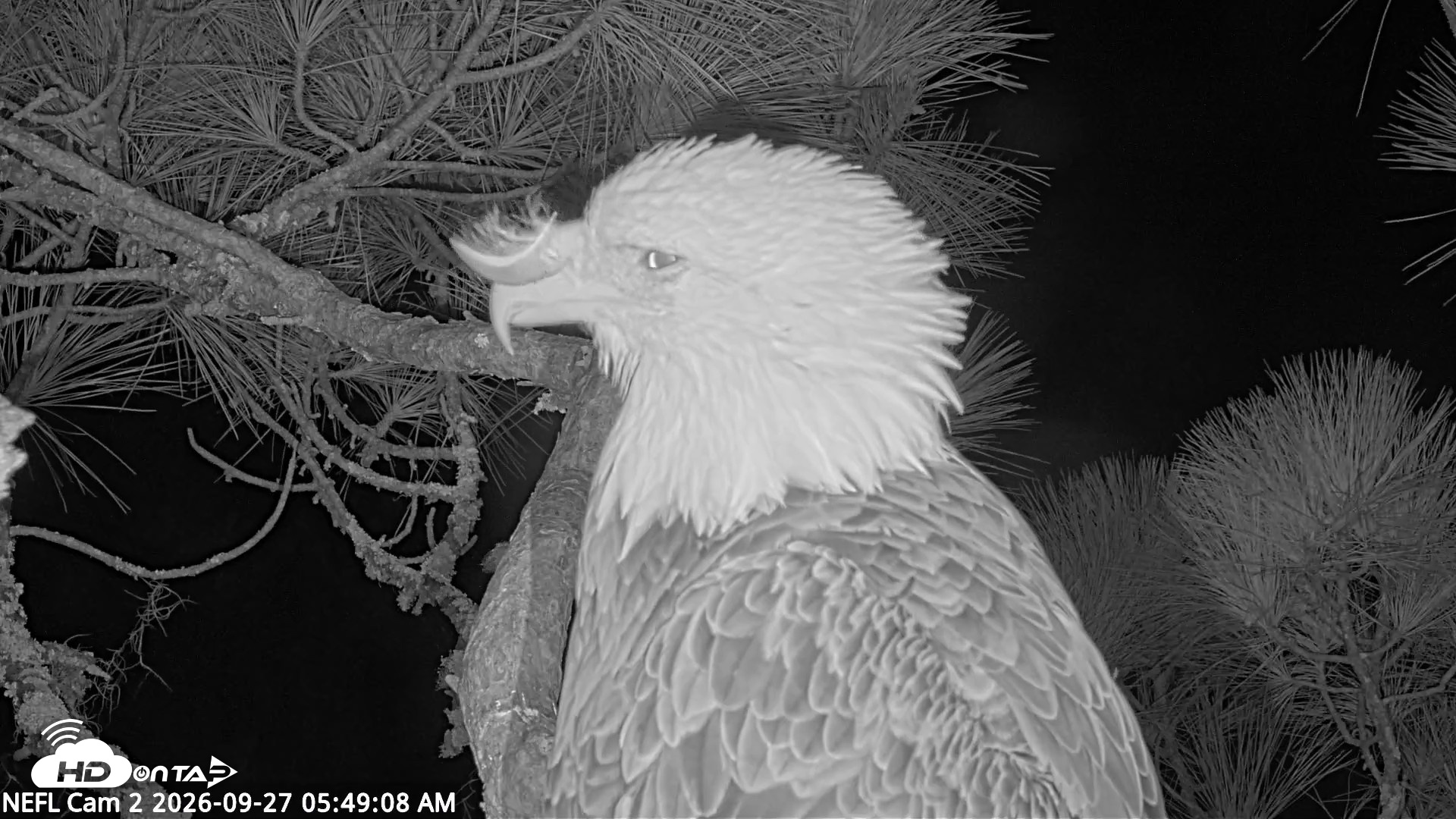 Snapshot of NE Florida Eagles Live Webcam taken Sep 27, 2026, 5:50am EDT