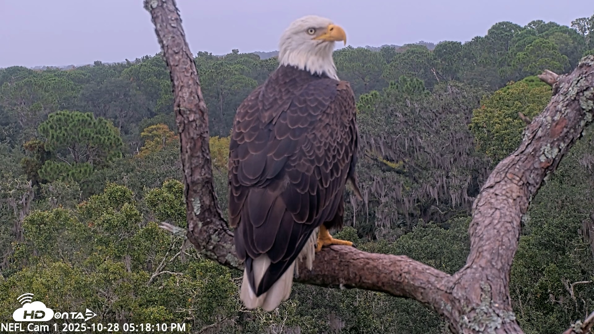 Snapshot of NE Florida Eagles Live Webcam taken Oct 28, 2025, 5:19pm EDT