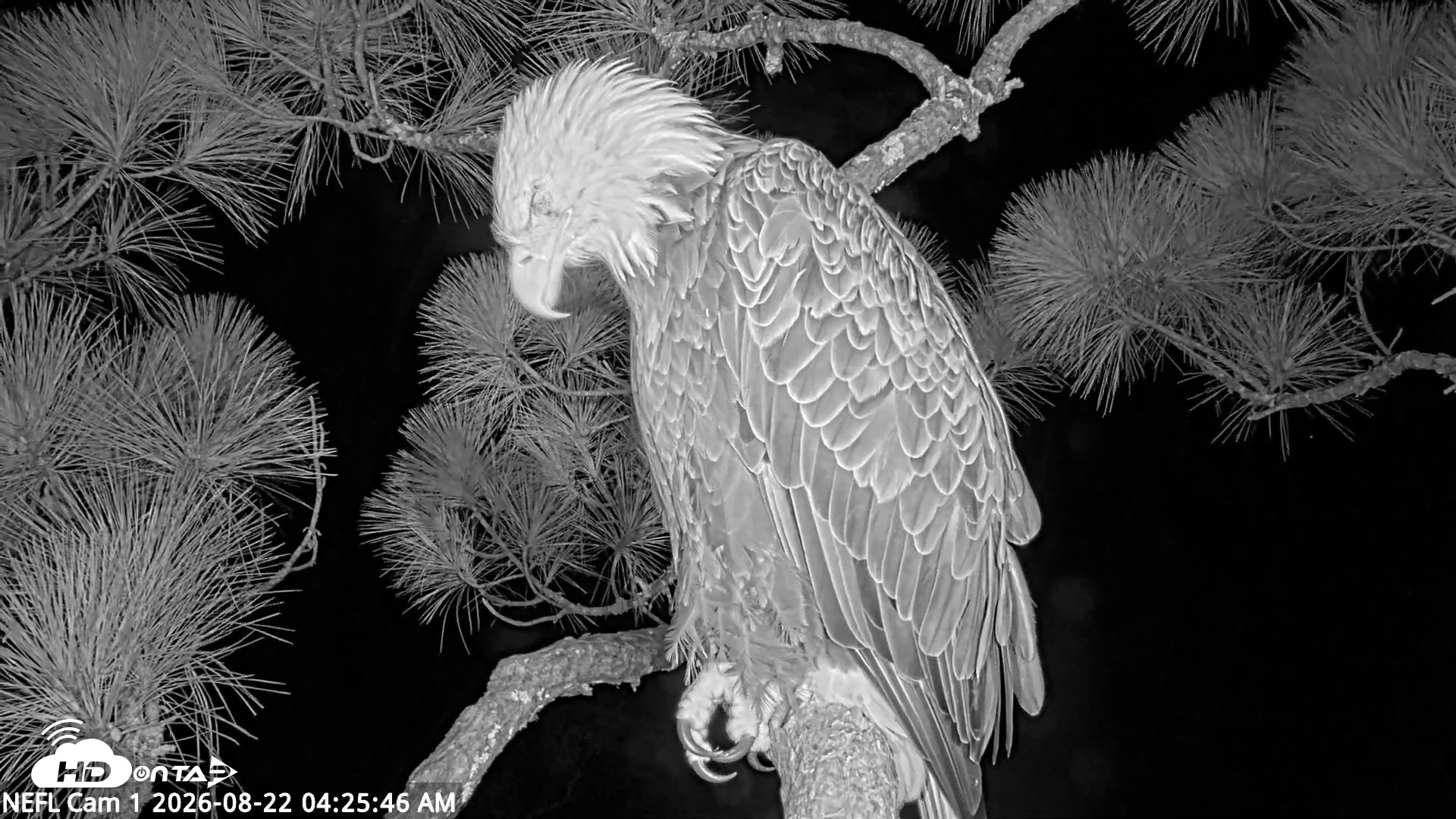 Snapshot of NE Florida Eagles Live Webcam taken Aug 22, 2026, 4:26am EDT