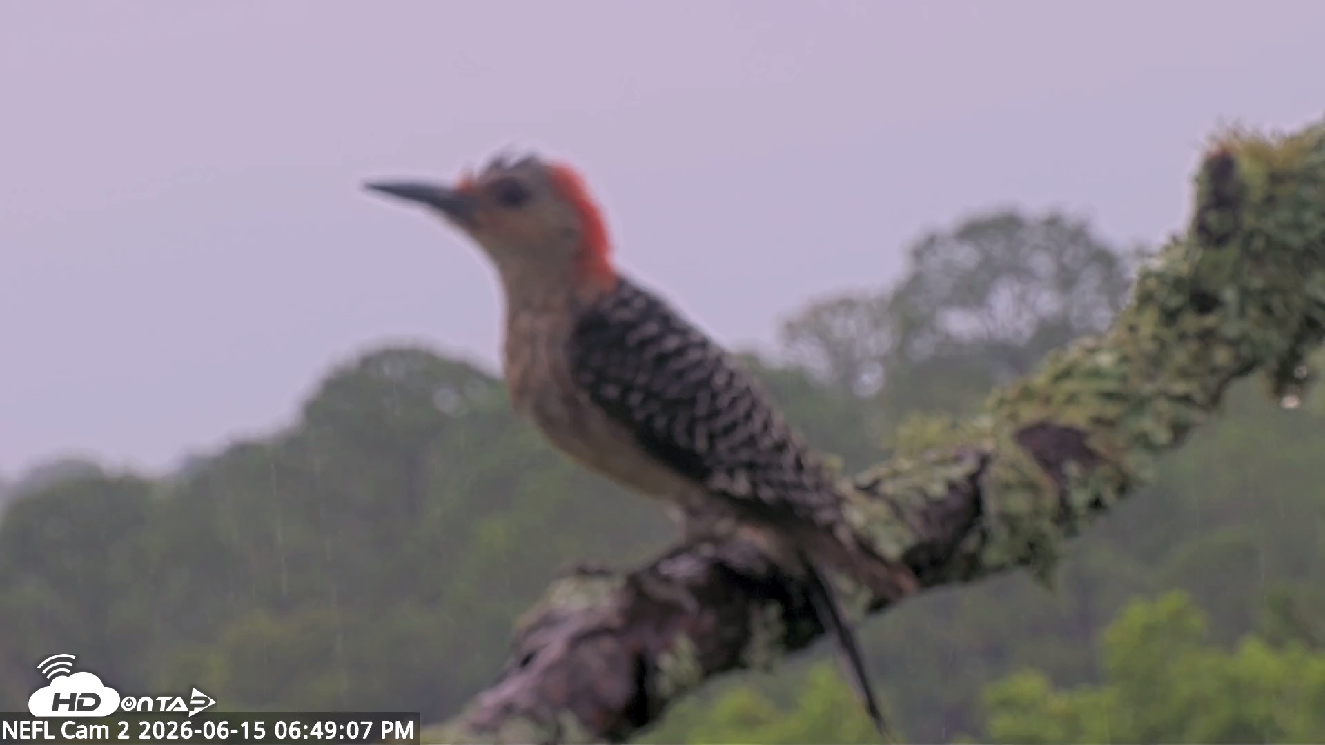 Snapshot of NE Florida Eagles Live Webcam taken Jun 15, 2026, 6:49pm EDT