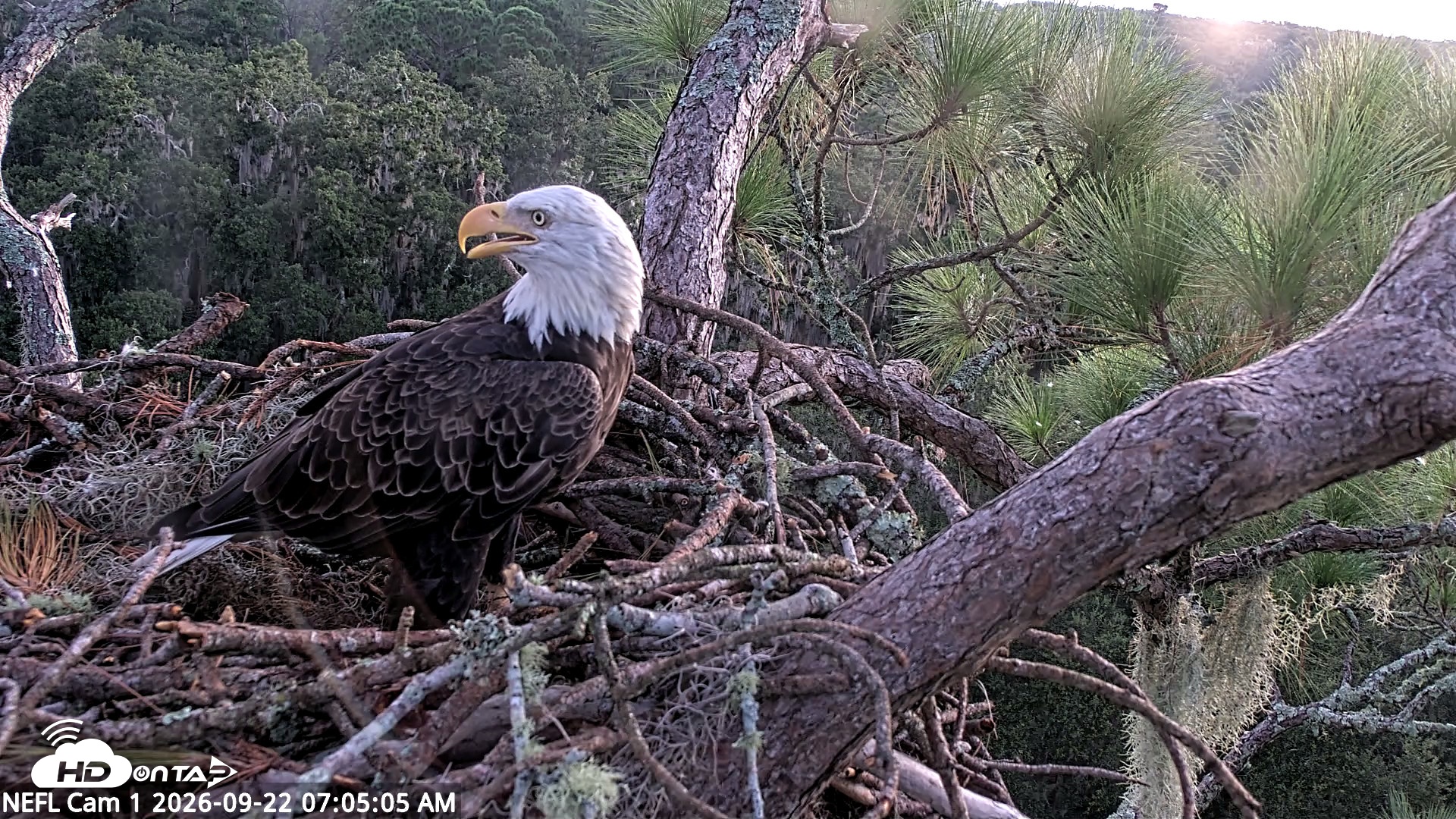 Snapshot of NE Florida Eagles Live Webcam taken Sep 22, 2026, 7:05am EDT