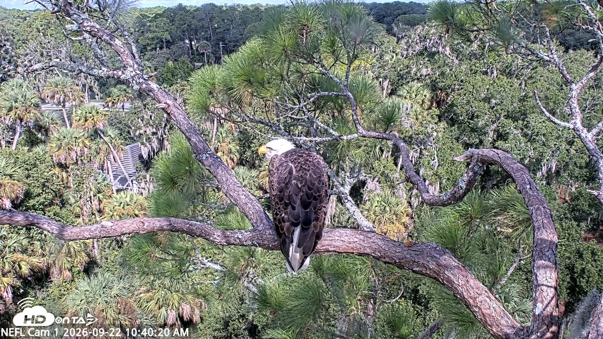 Snapshot of NE Florida Eagles Live Webcam taken Sep 22, 2026, 10:41am EDT