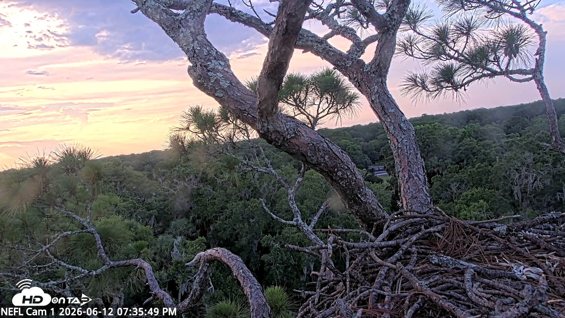 Snapshot of NE Florida Eagles Live Webcam taken Jun 12, 2026, 7:36pm EDT