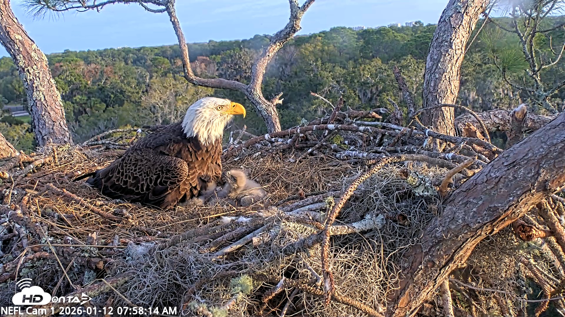 Snapshot of NE Florida Eagles Live Webcam taken Jan 12, 2026, 7:59am EST