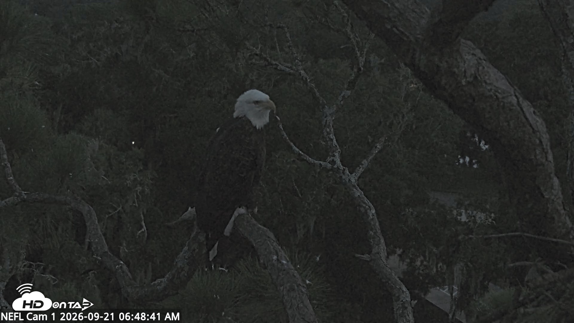 Snapshot of NE Florida Eagles Live Webcam taken Sep 21, 2026, 6:49am EDT