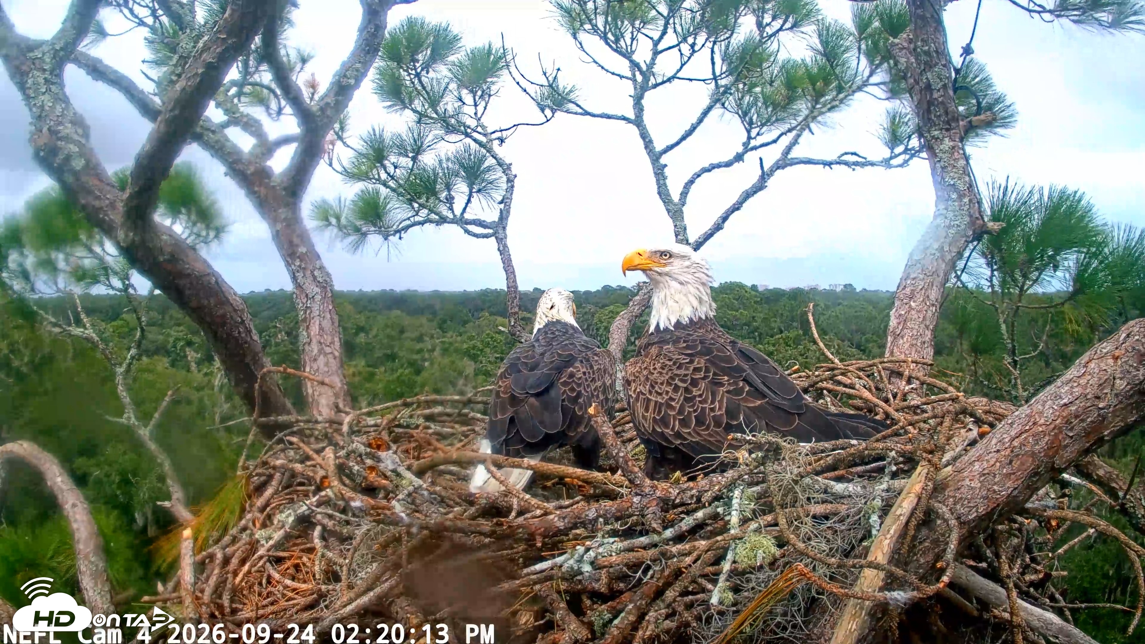 Snapshot of NE Florida Eagles Live Webcam taken Sep 24, 2026, 2:20pm EDT