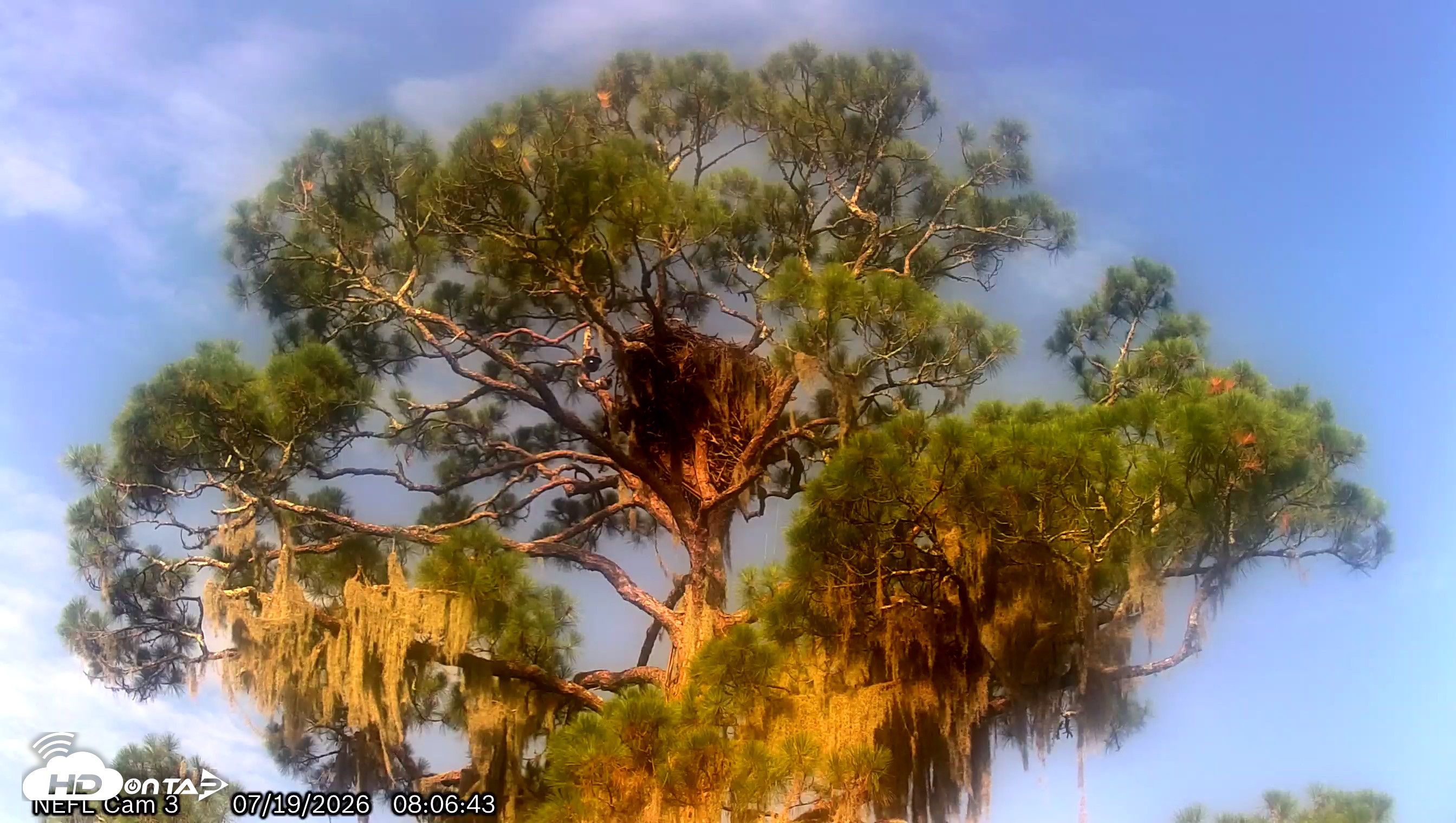 Snapshot of NE Florida Eagles Live Webcam taken Jul 19, 2026, 8:08am EDT