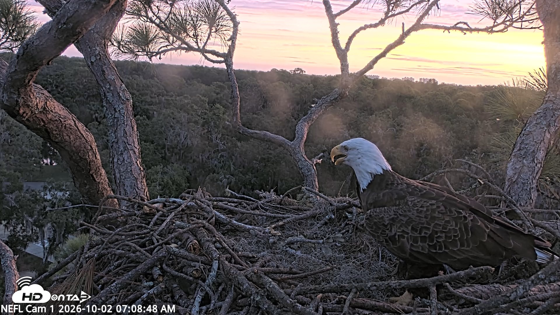 Snapshot of NE Florida Eagles Live Webcam taken Oct 2, 2026, 7:09am EDT